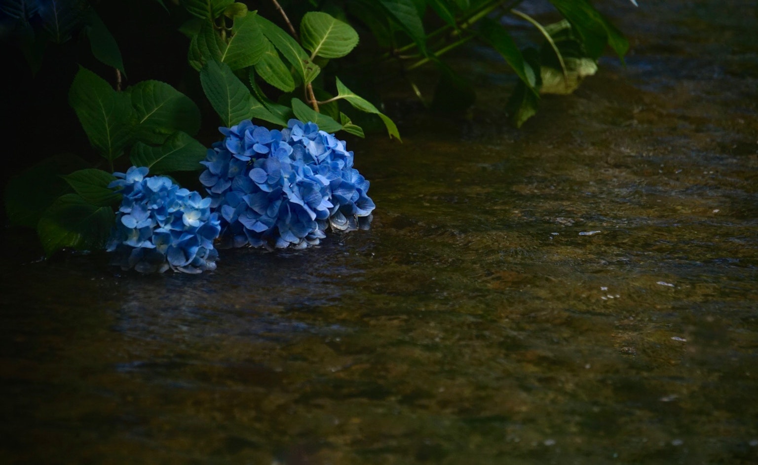 ดอกไฮเดรนเยียสีน้ำเงินข้างน้ำ