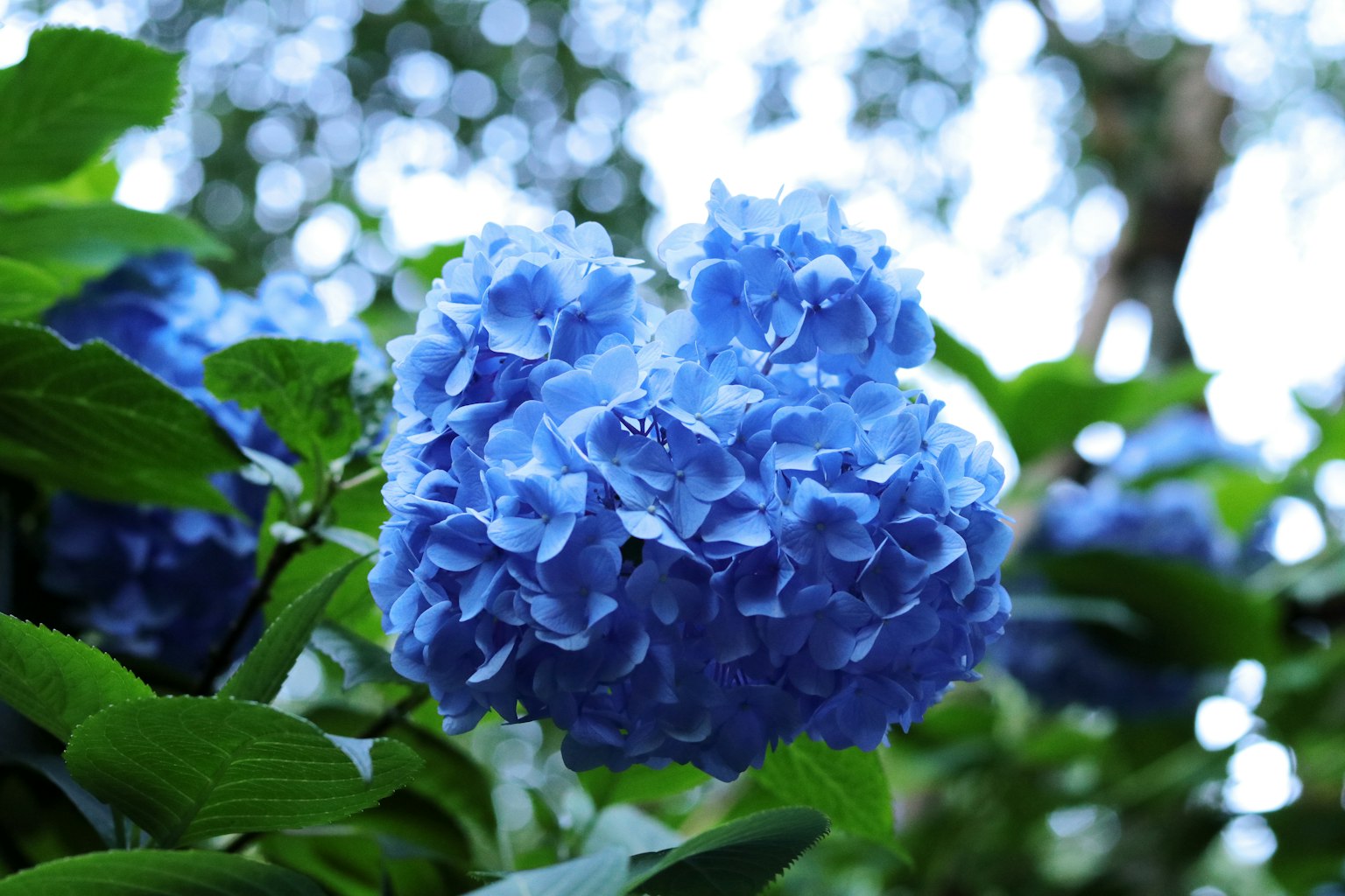 Blaue Hortensie blüht zwischen grünen Blättern