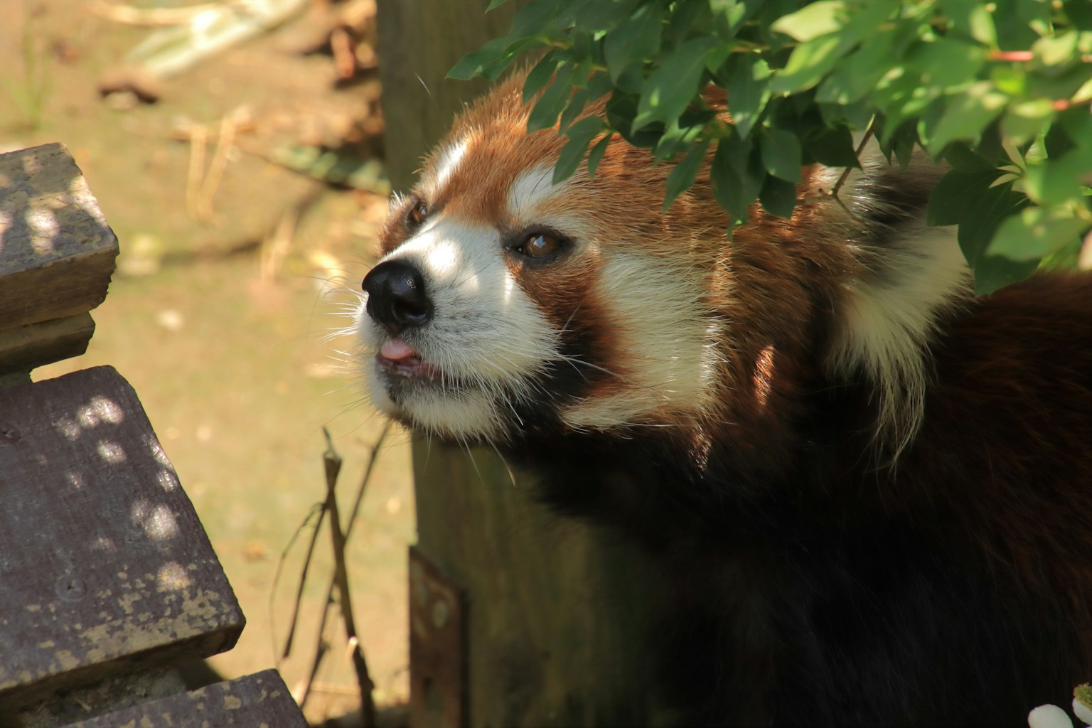 Panda roux apparaissant à travers le feuillage