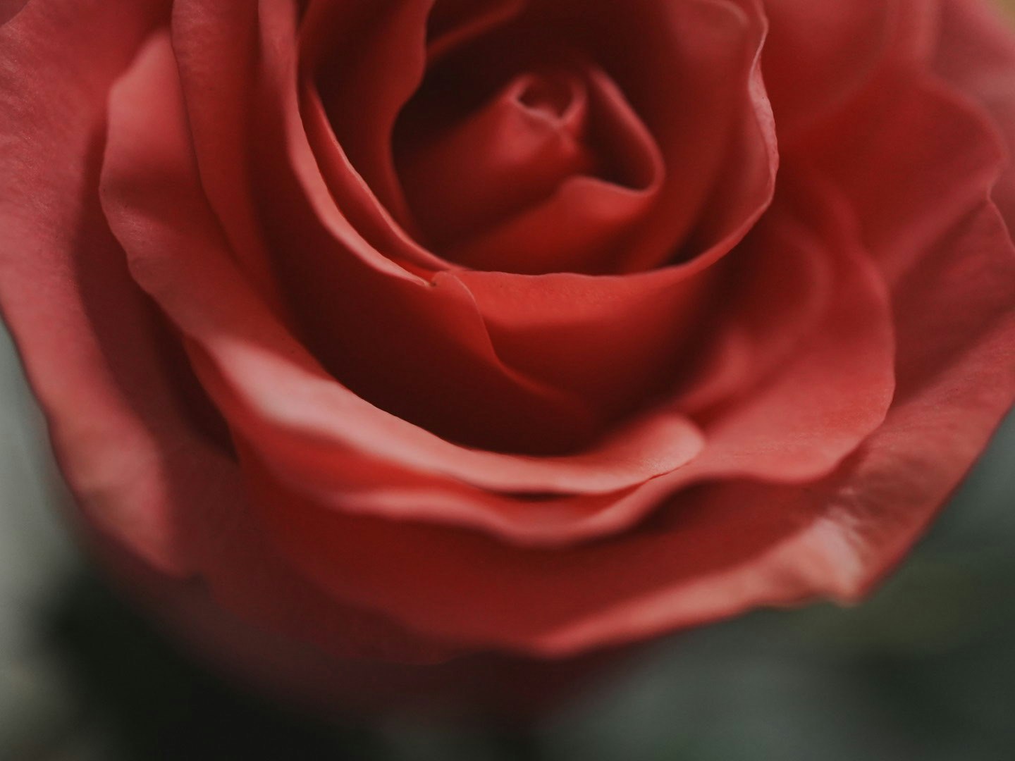 Nahaufnahme einer roten Rose in Blüte