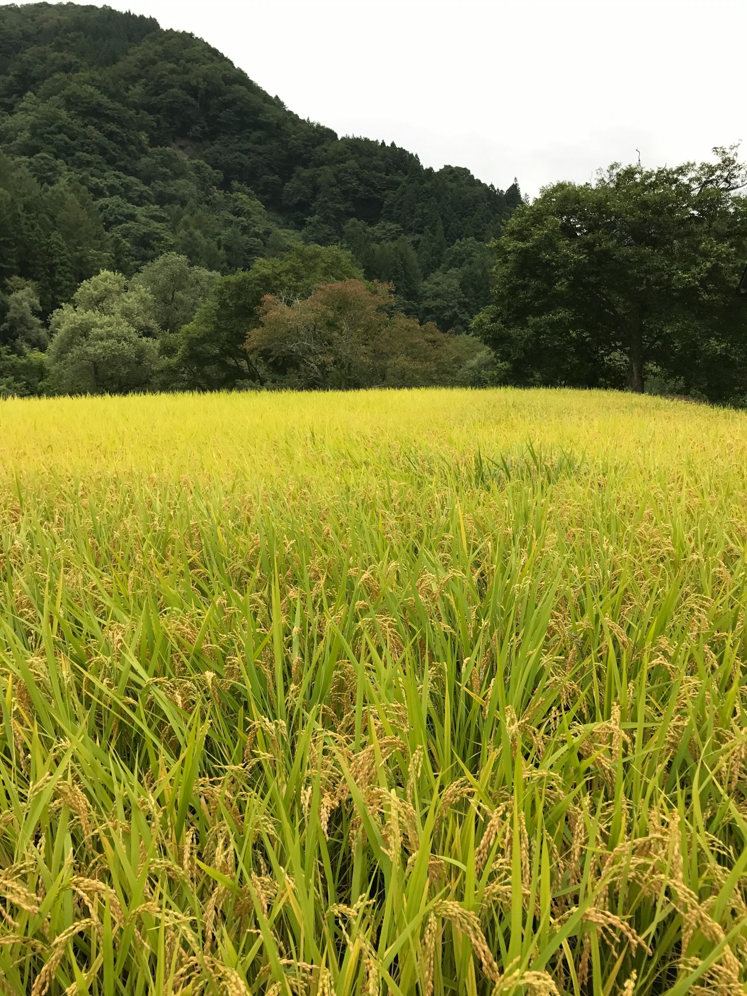 ทุ่งข้าวสีเขียวที่มีเมล็ดทองและภูเขารอบข้าง