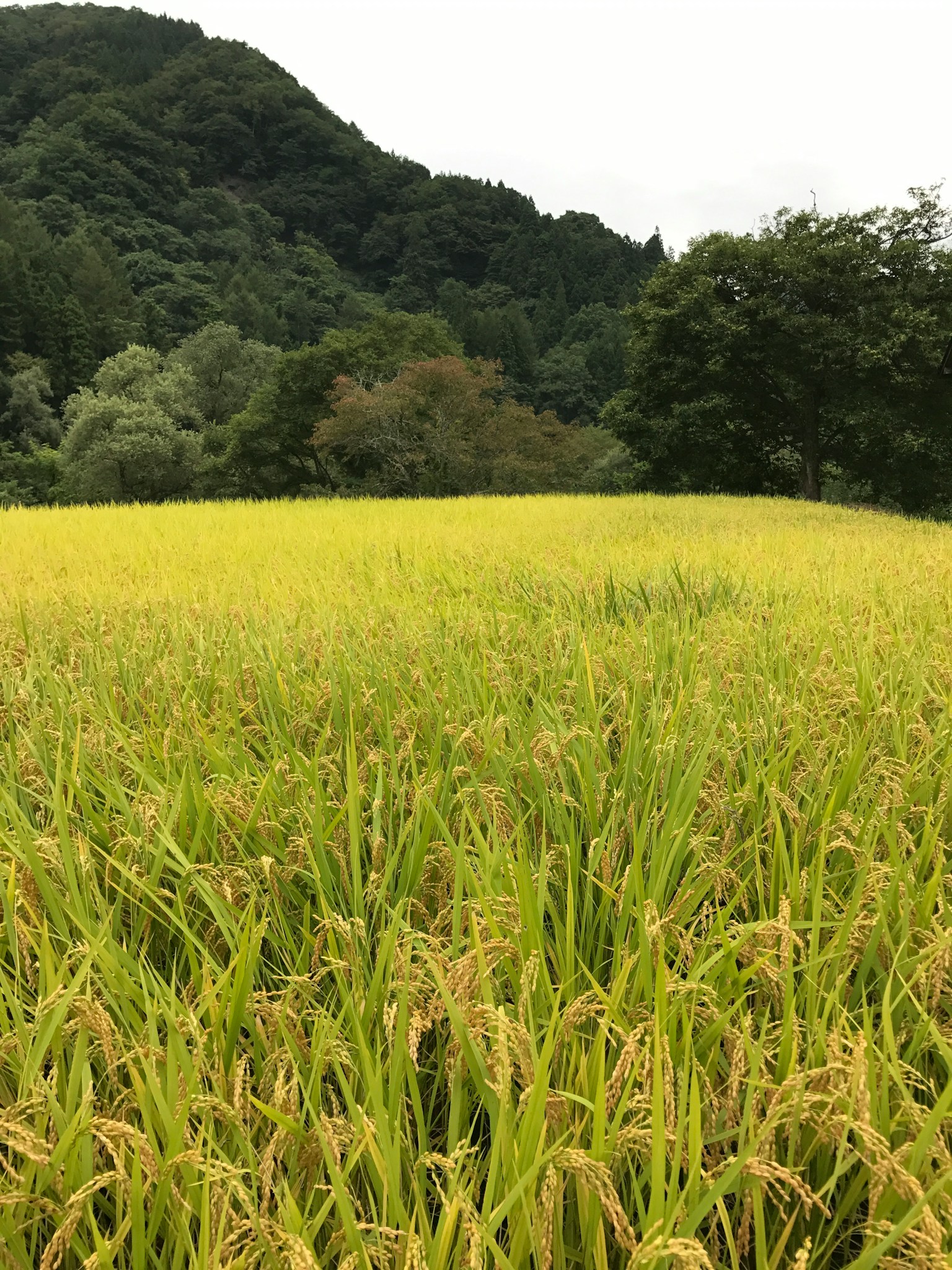 郁郁蔥蔥的稻田與金色穀物和周圍的山丘