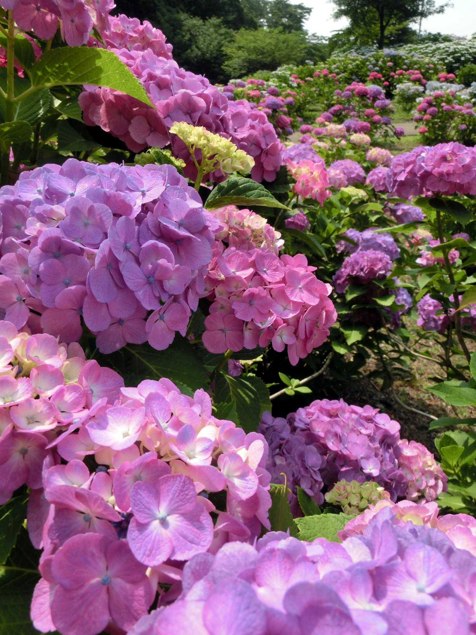 Ein lebendiger Garten voller blühender Hortensien in Lila- und Rosatönen