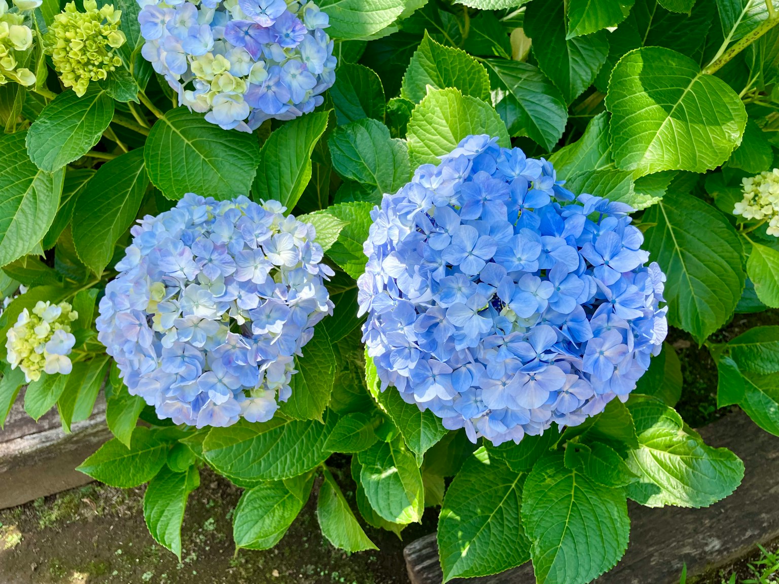 Blue hydrangea flowers with green leaves