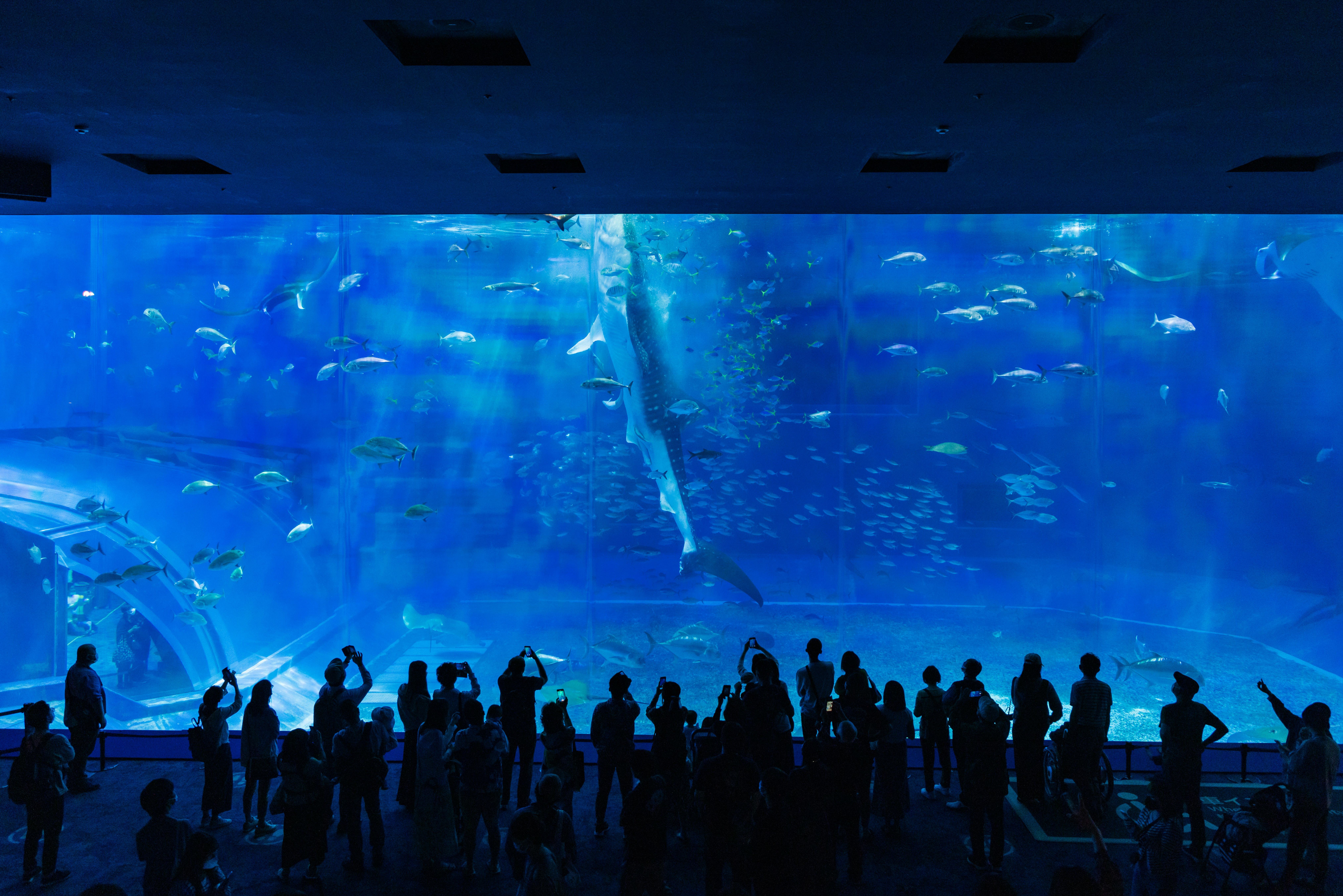 Menschen vor einer großen Aquariumscheibe mit blauem Unterwasserblick