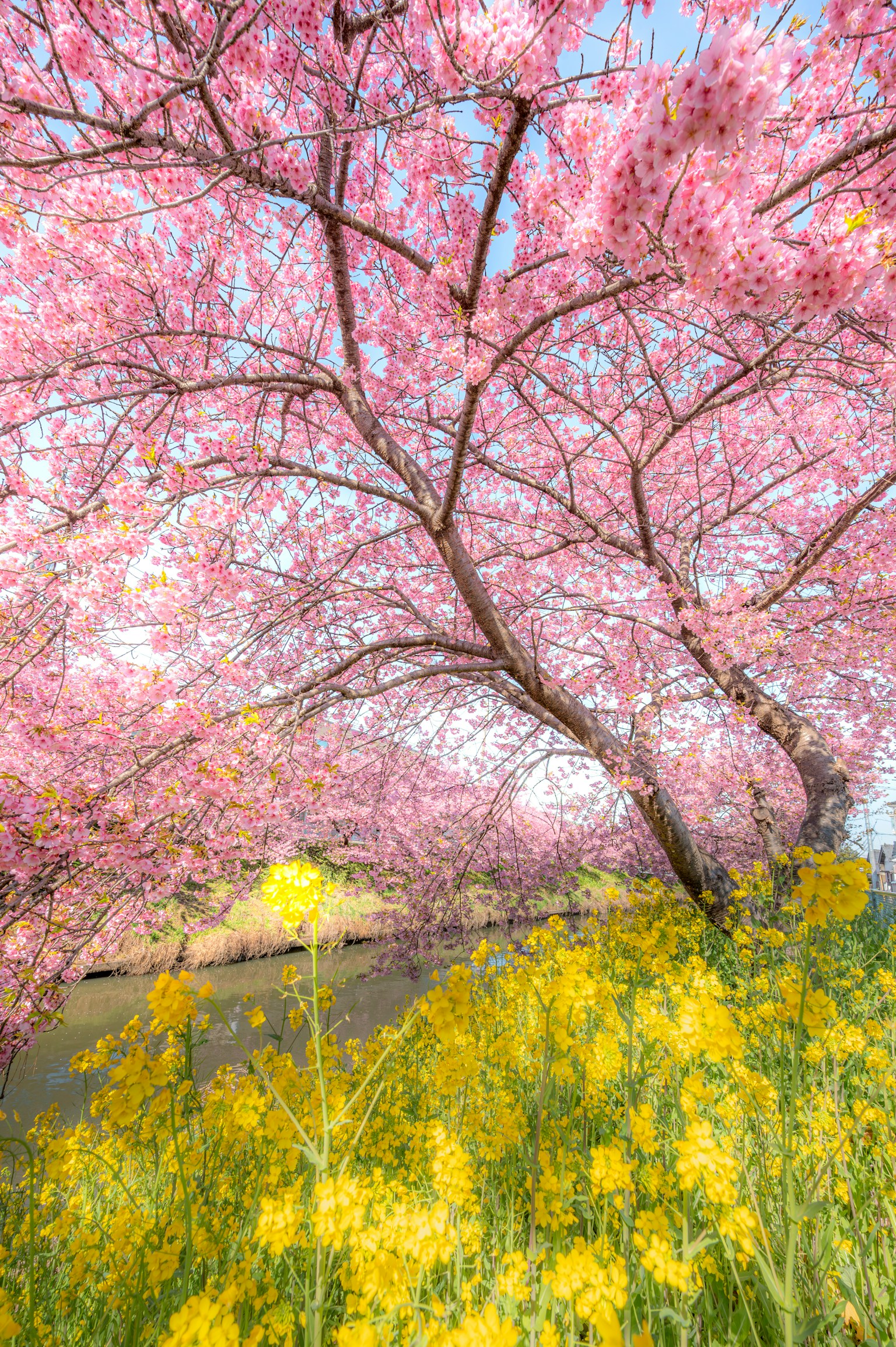 Beautiful spring scene with blooming cherry blossom trees and a field of yellow rapeseed flowers