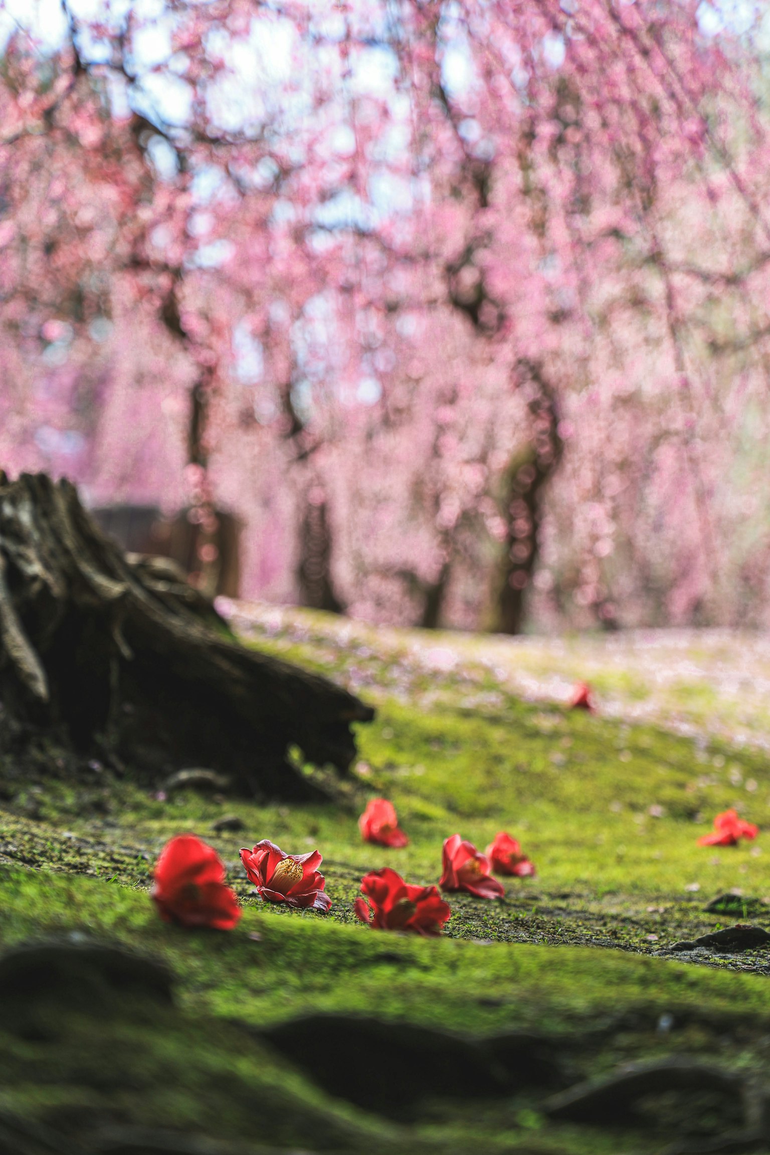 Vista escénica de pétalos de flores rojas esparcidos bajo los cerezos en flor