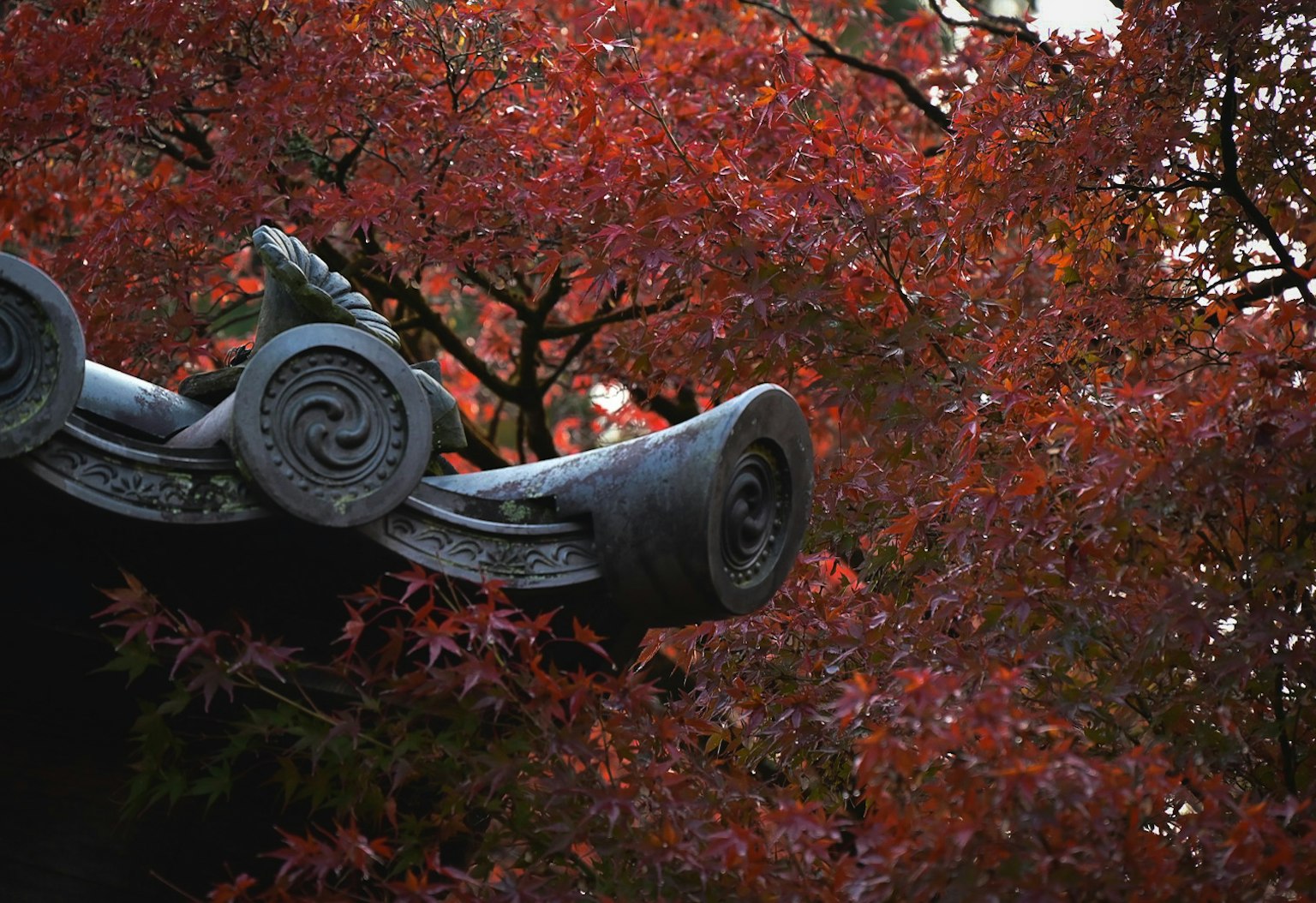 传统屋顶设计与红叶背景