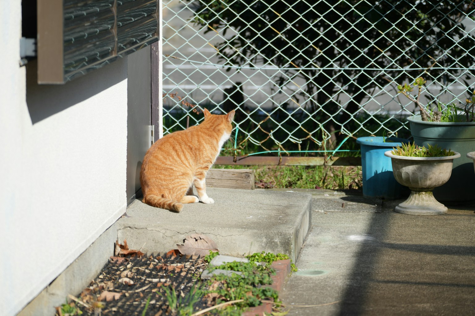 Un gatto arancione seduto vicino a un muro in un giardino