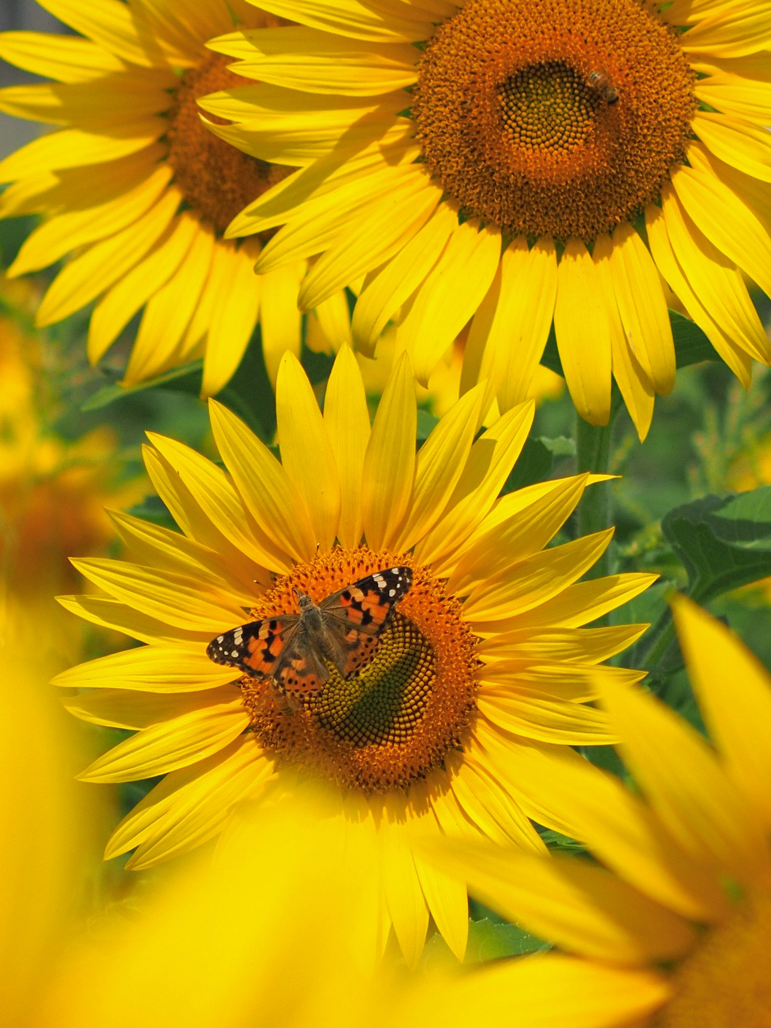 Primer plano de girasoles vibrantes con una mariposa
