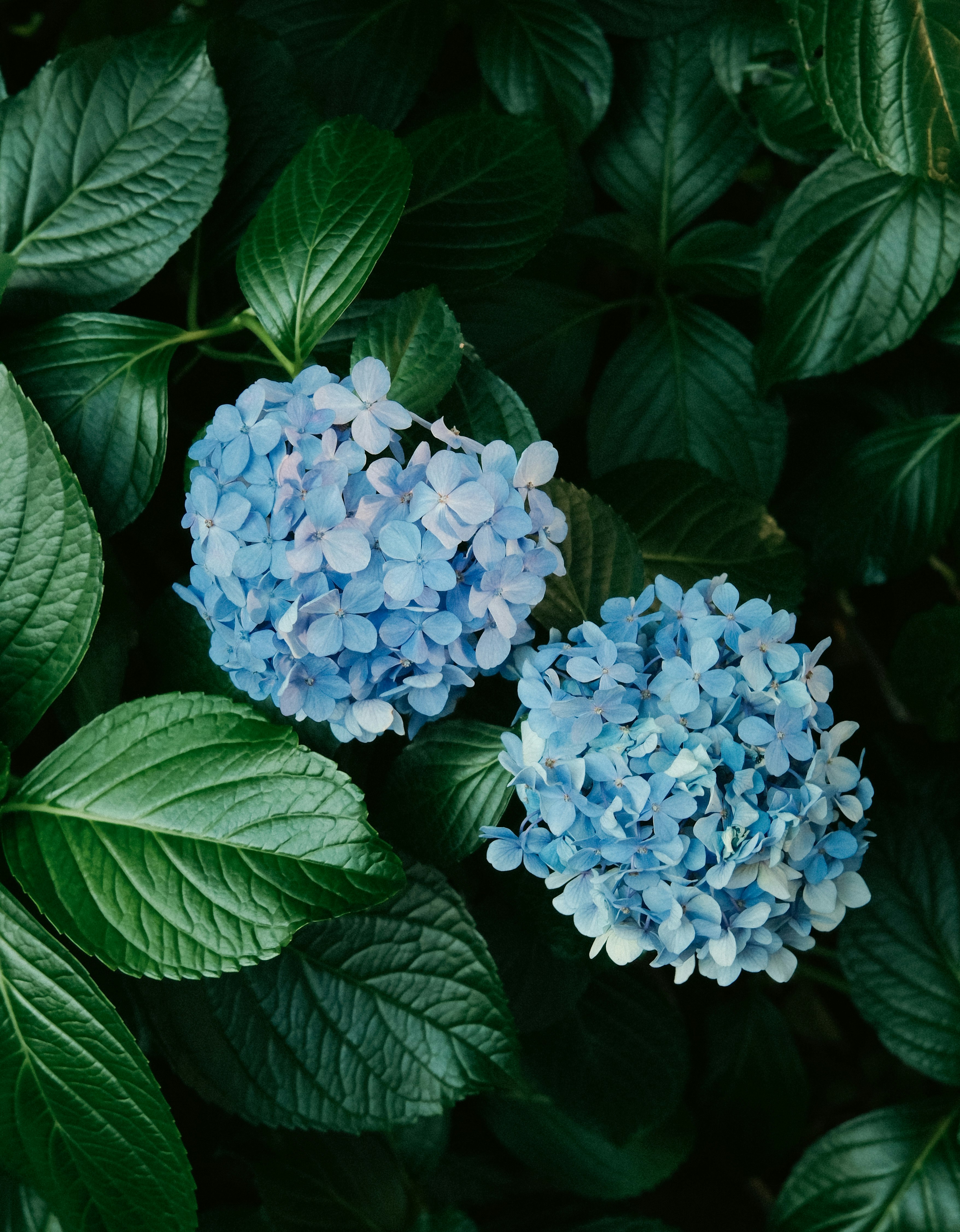 青いアジサイの花と濃い緑の葉のクローズアップ