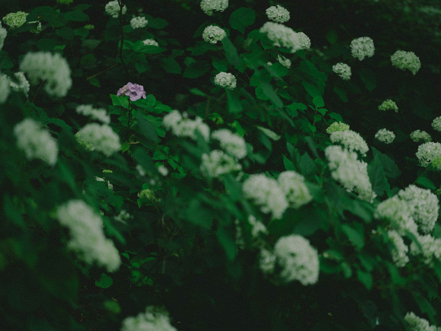 Una escena con flores blancas rodeadas de hojas verdes y una flor morada