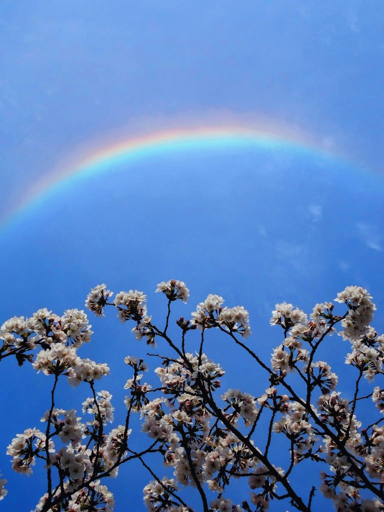 Arcobaleno sopra un cielo blu con rami fioriti