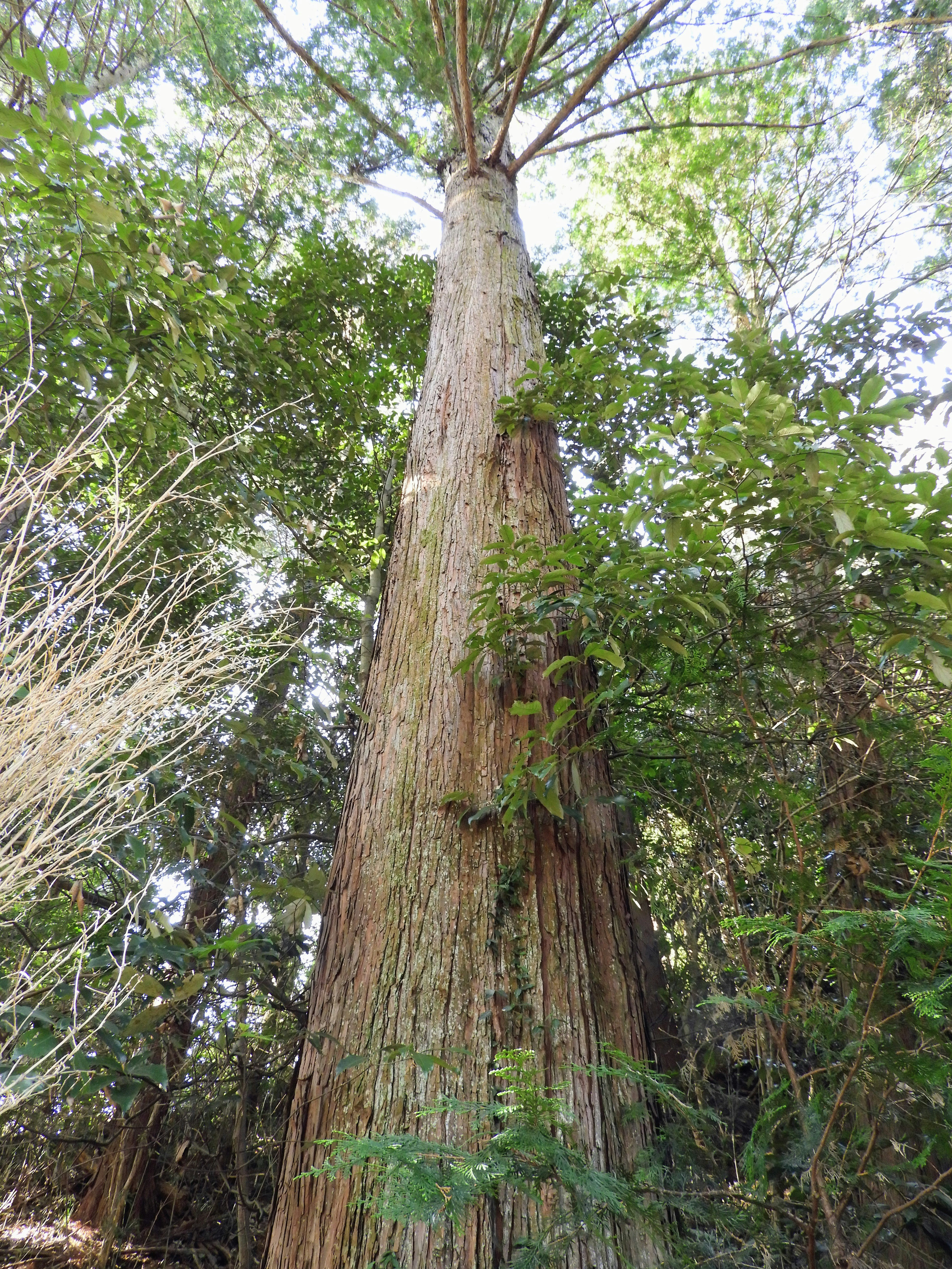 日本扁柏（ヒノキ）樹幹與枝葉的林中景