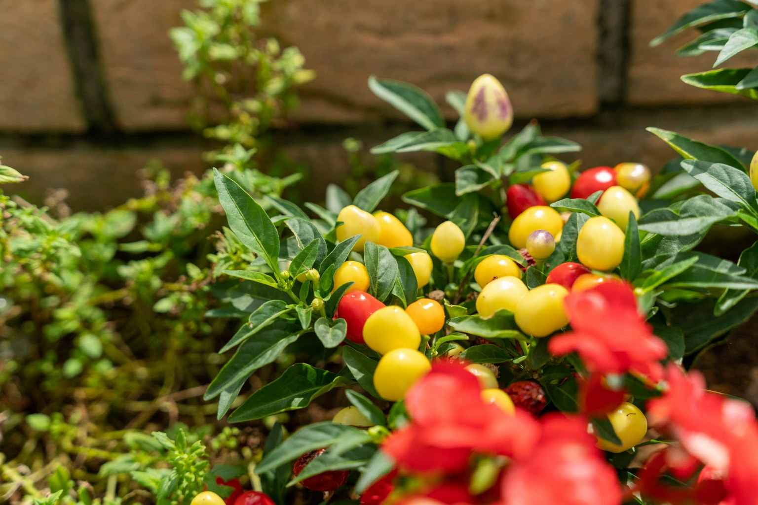 Nahaufnahme einer Pflanze mit bunten Früchten und roten Blumen