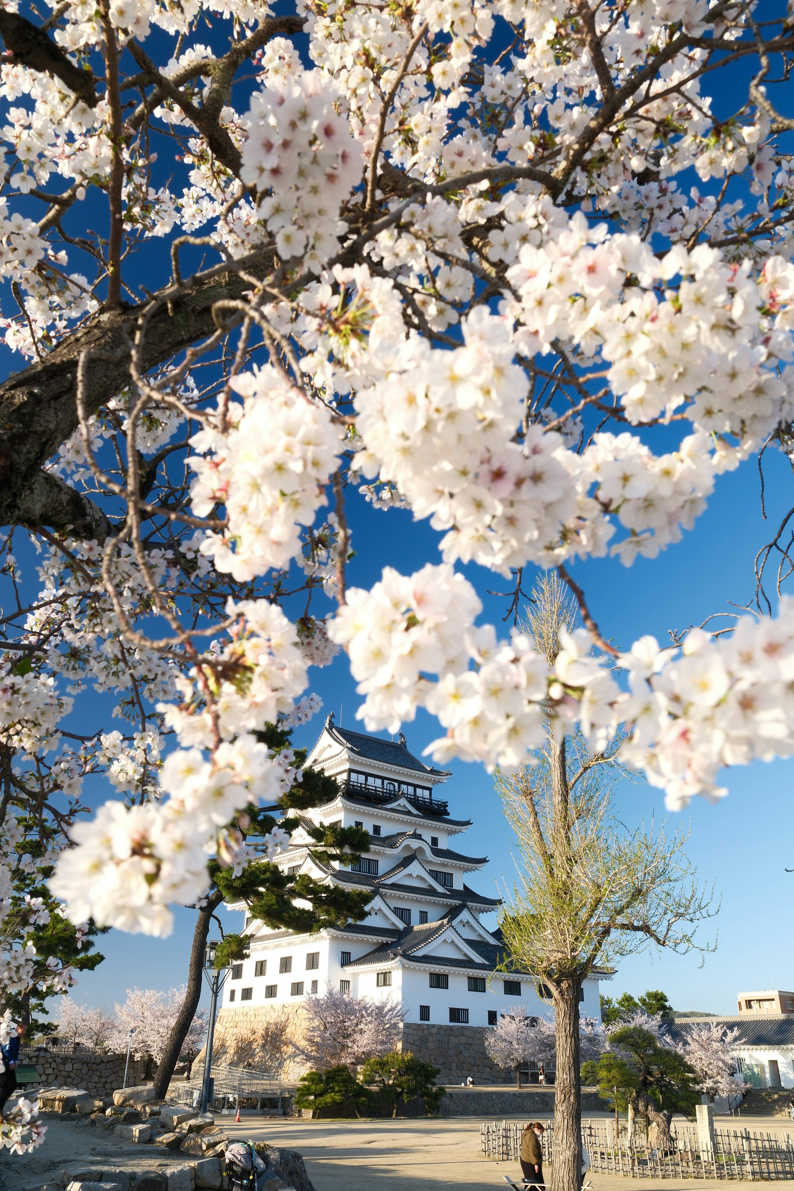 桜の花と福山城の天守を青空の下で望む