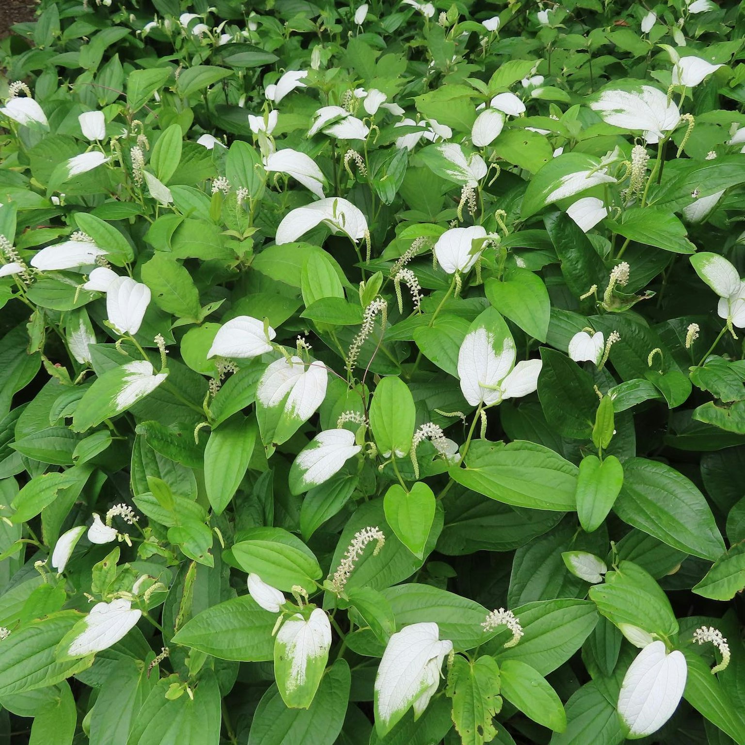 Un folto gruppo di fiori bianchi circondati da foglie verdi