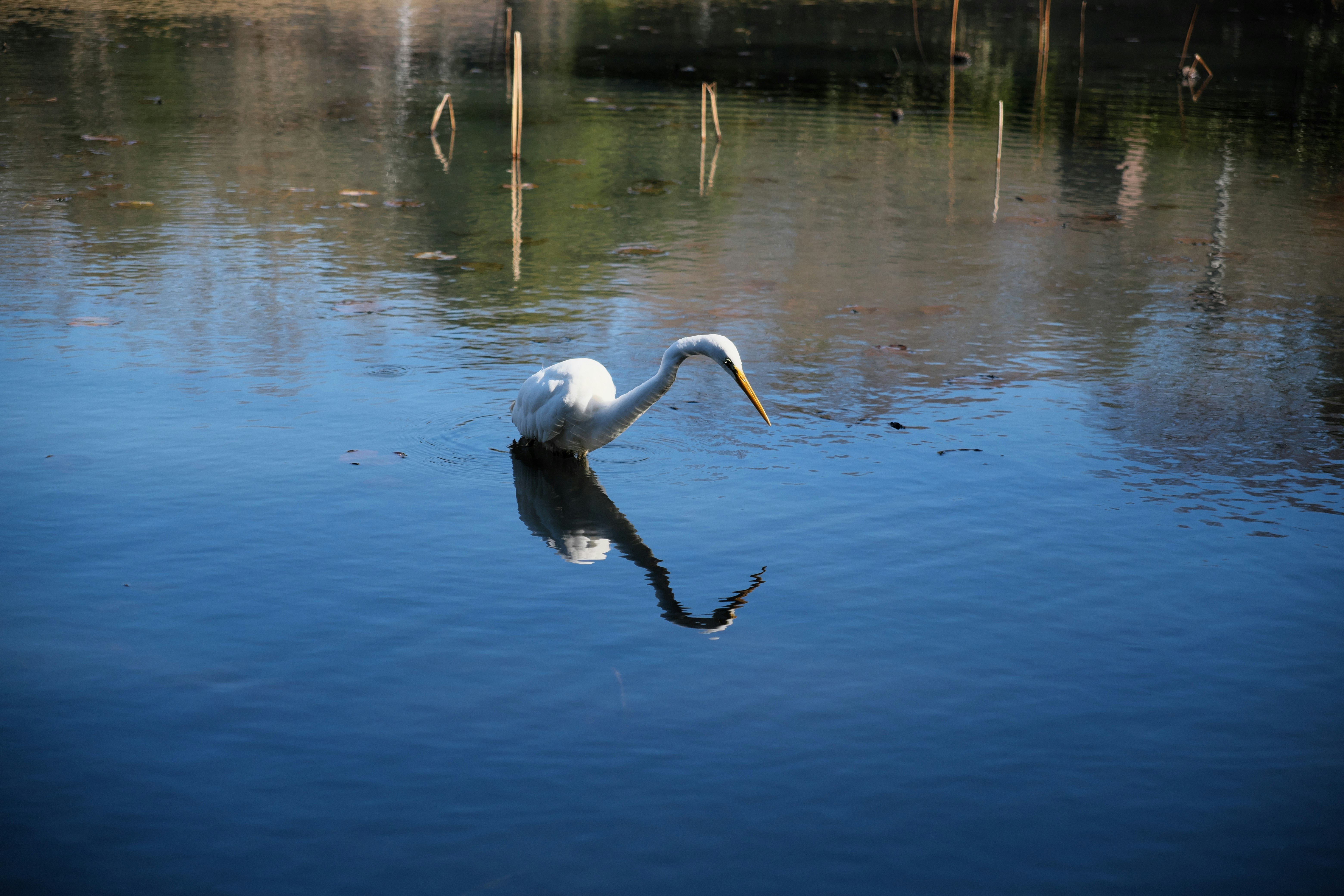Schwan schwimmt auf einer ruhigen Seefläche