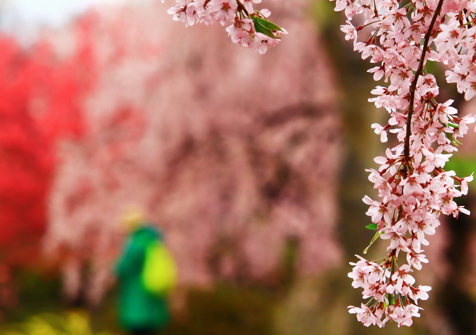 Scena di fiori di ciliegio con fiori rosa e una persona in un cappotto verde