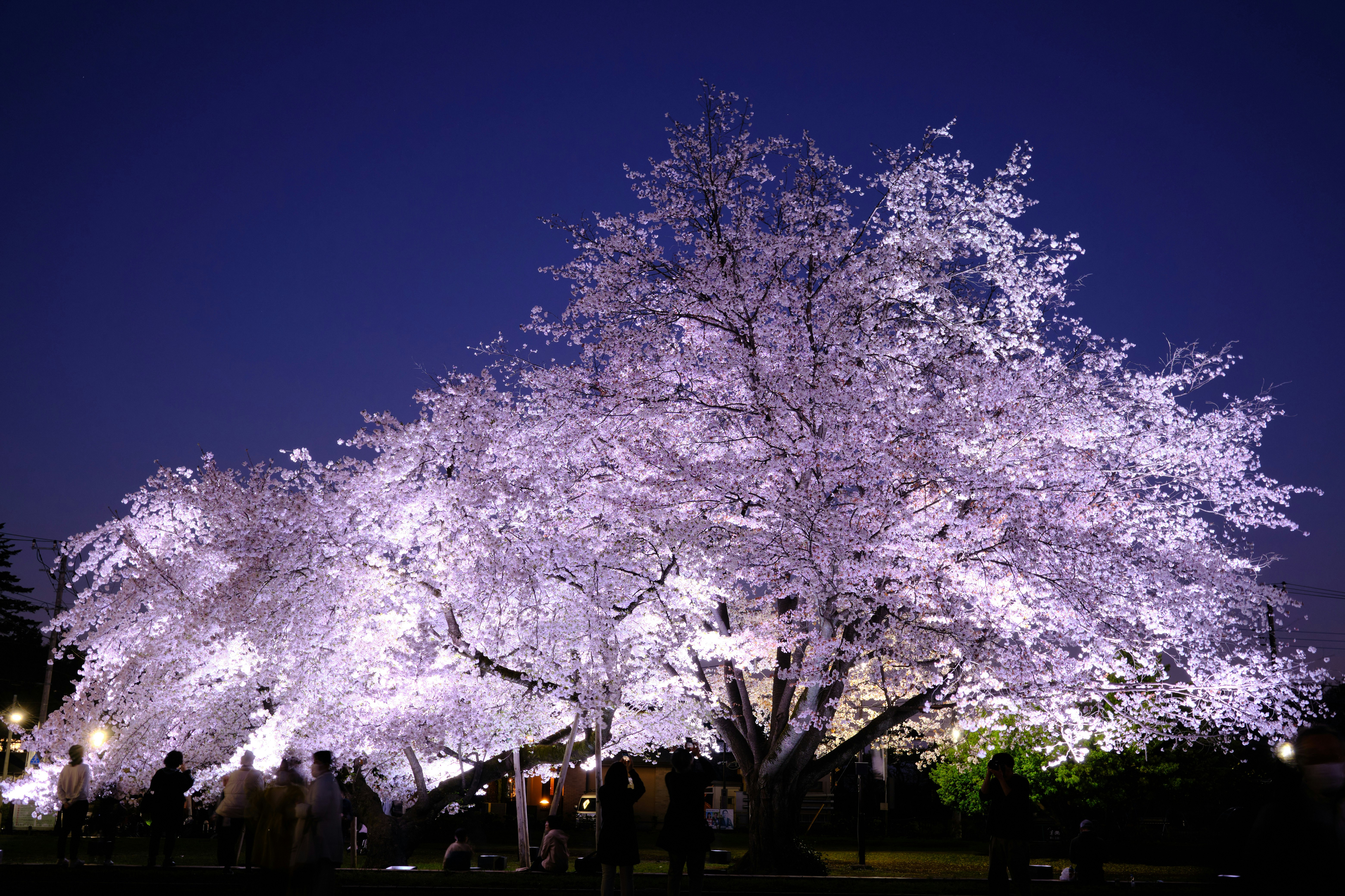 夜にライトアップされた桜並木