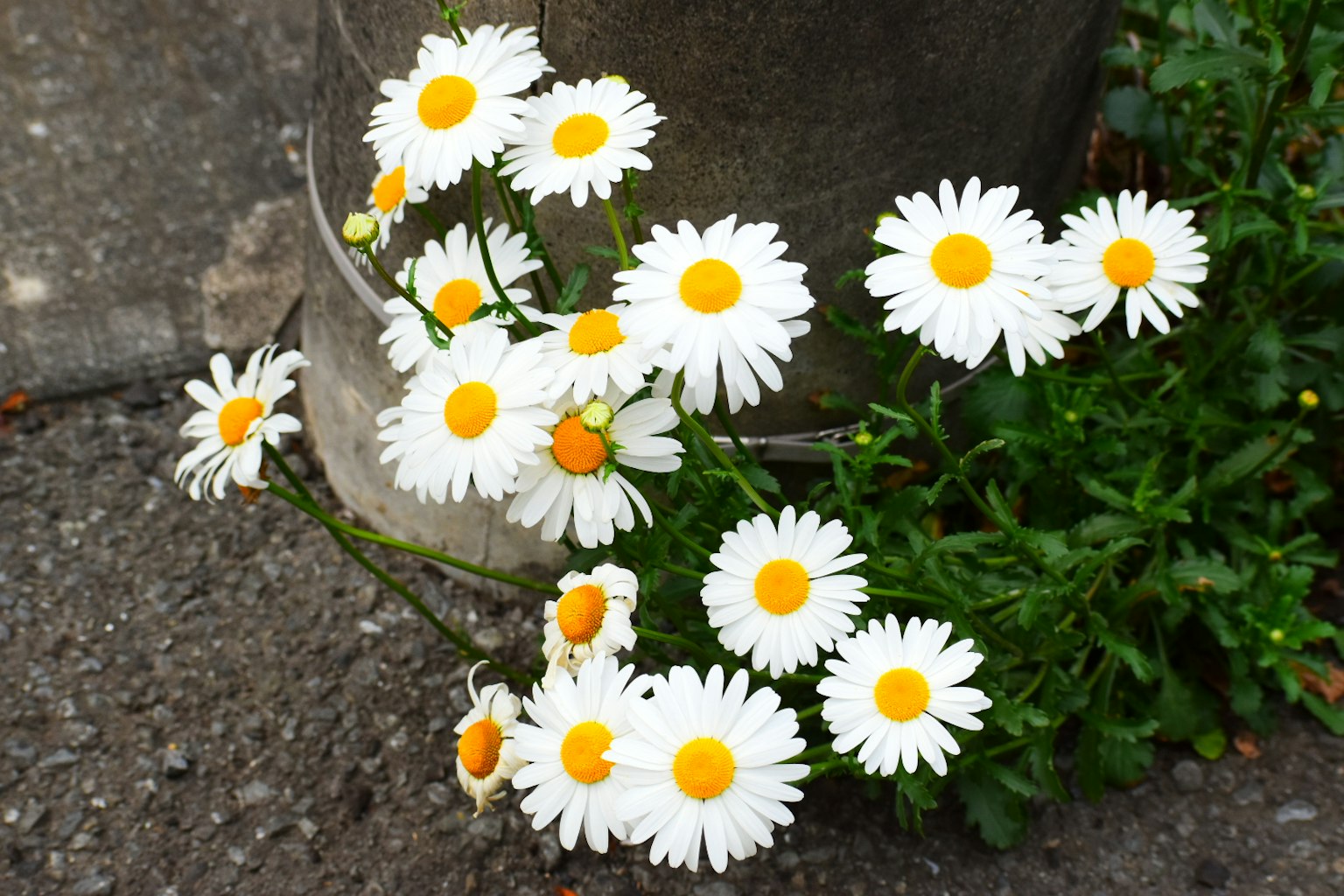 路邊盛開的白色雛菊