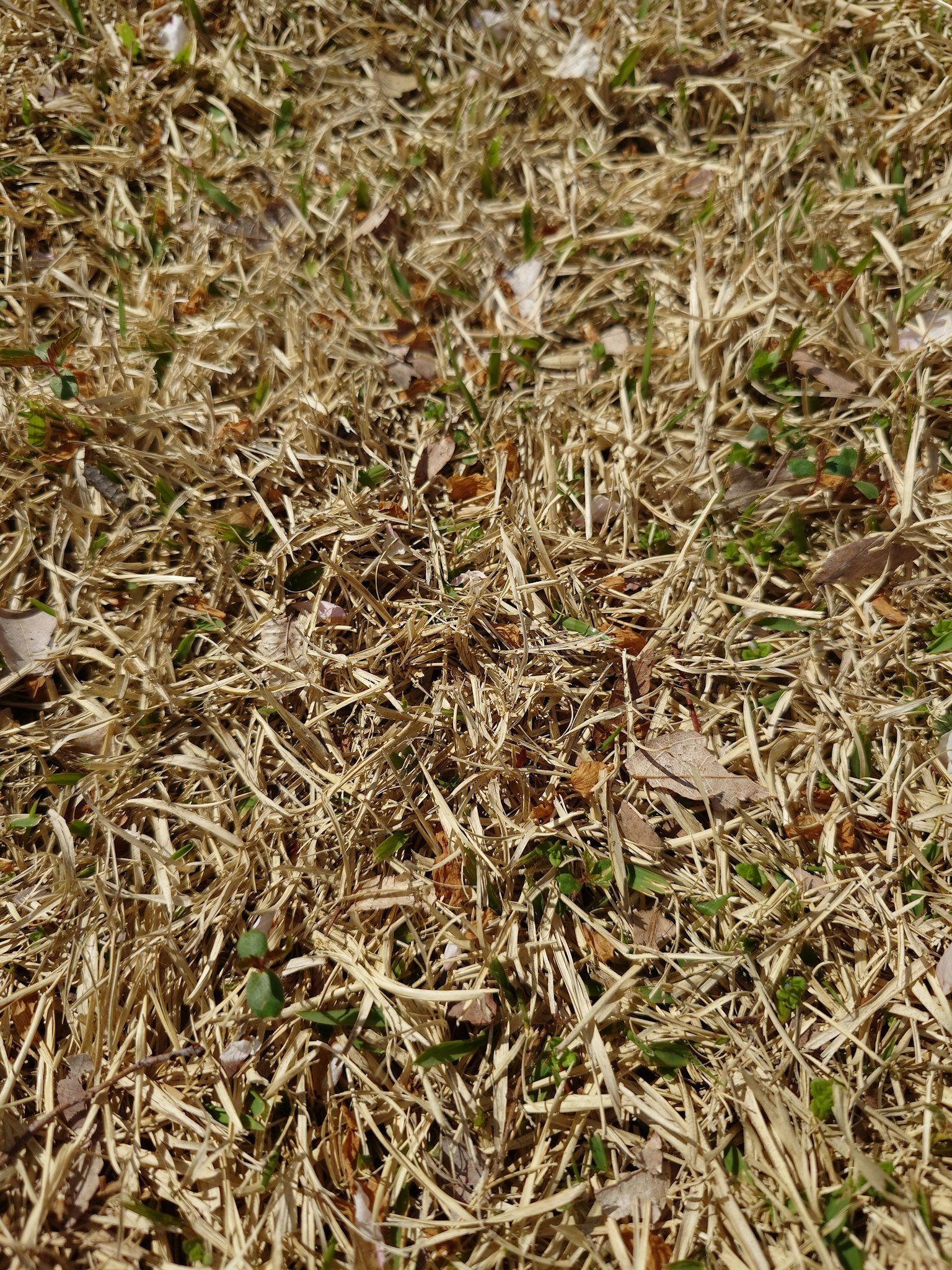 Kedekatan rumput kering dengan tunas hijau kecil di tanah