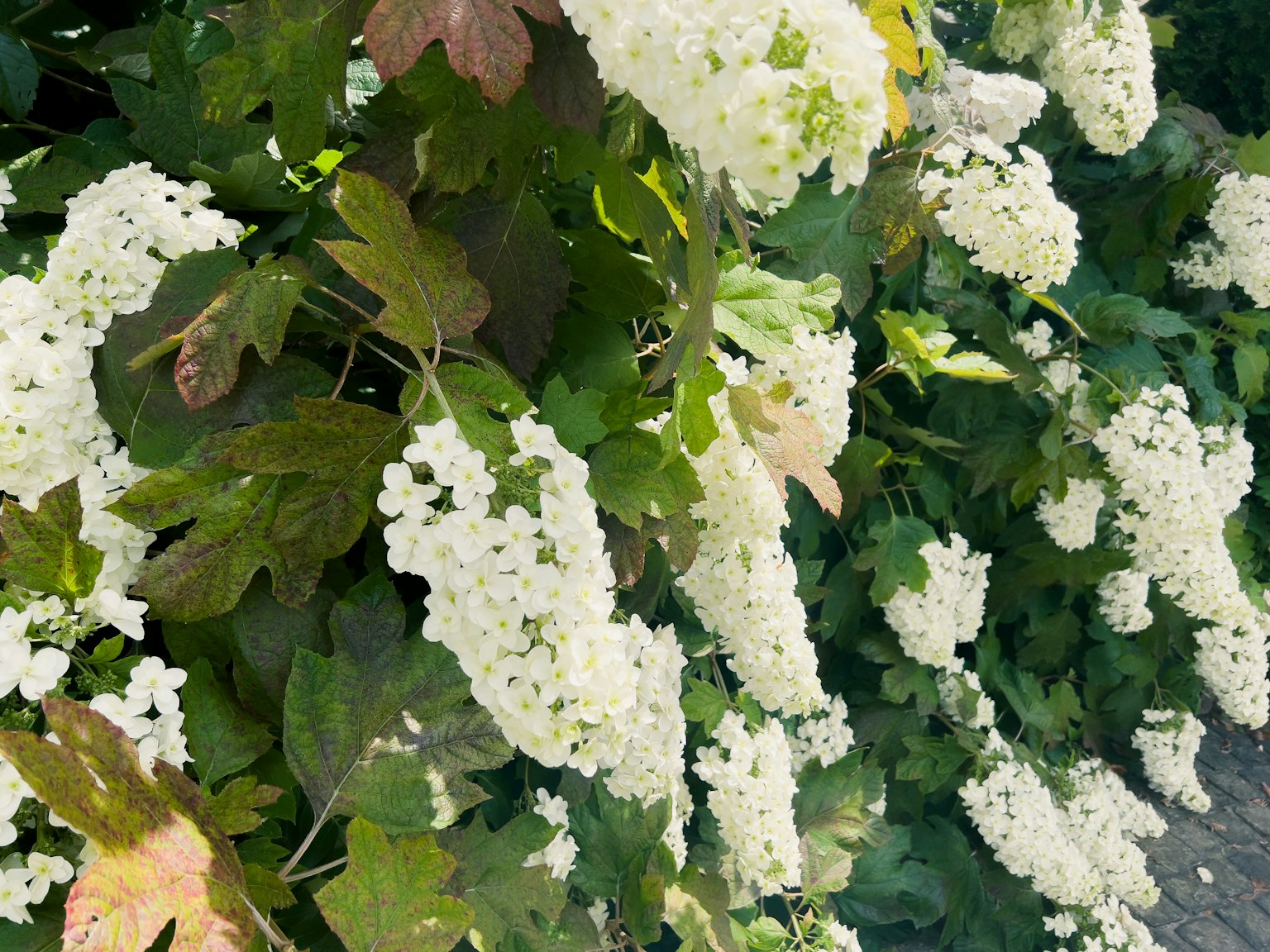 Gros plan d'une plante à fleurs avec des fleurs blanches et des feuilles vertes