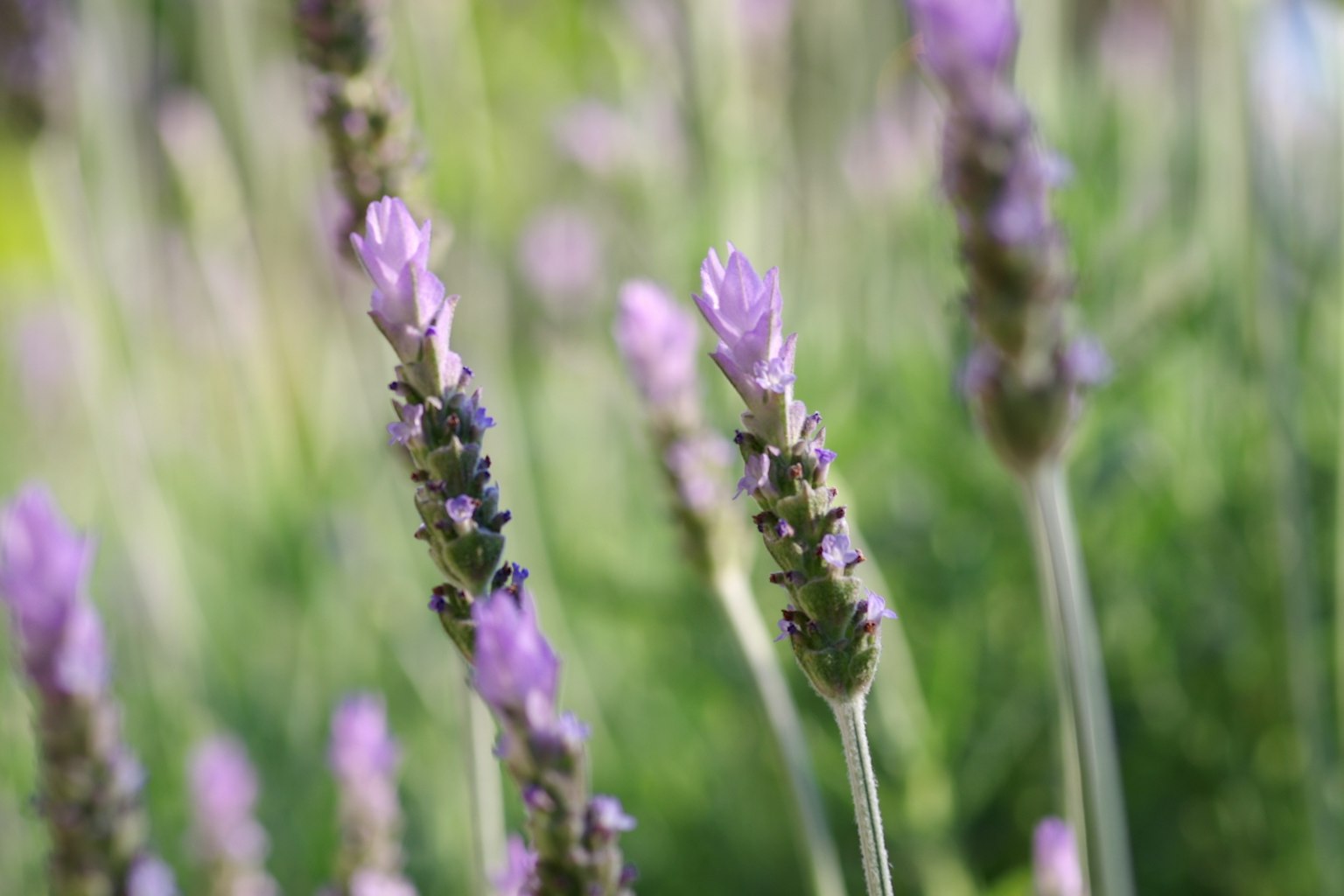 Bunga lavender berwarna ungu lembut dengan latar belakang hijau