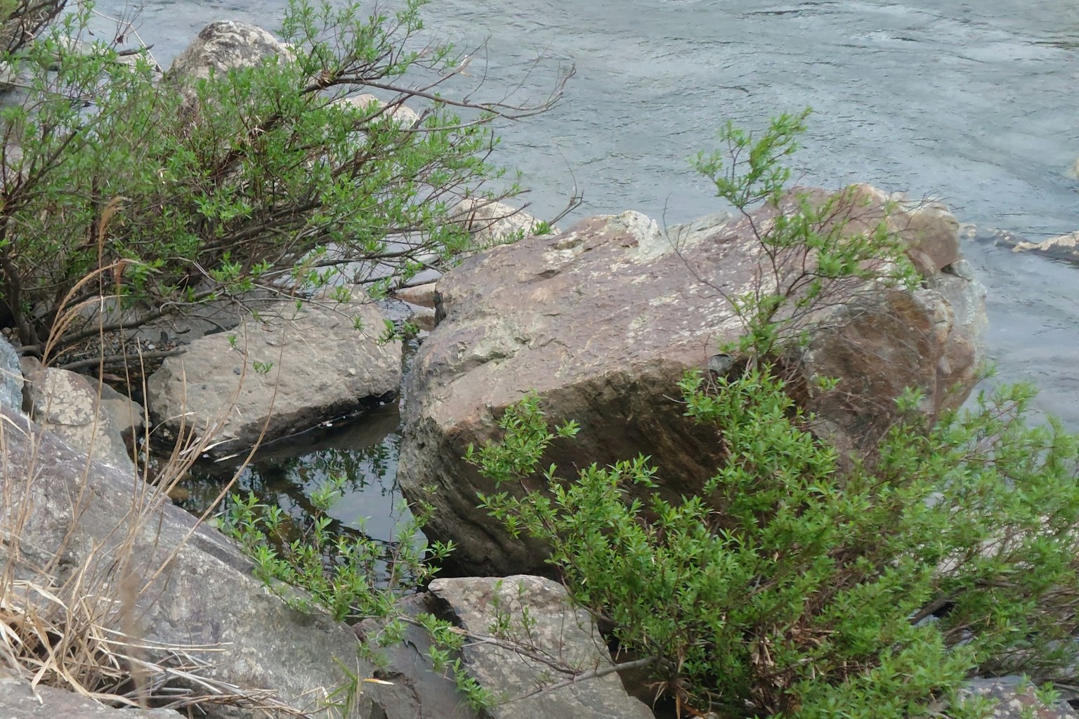 Landscape featuring rocks and green plants by the water