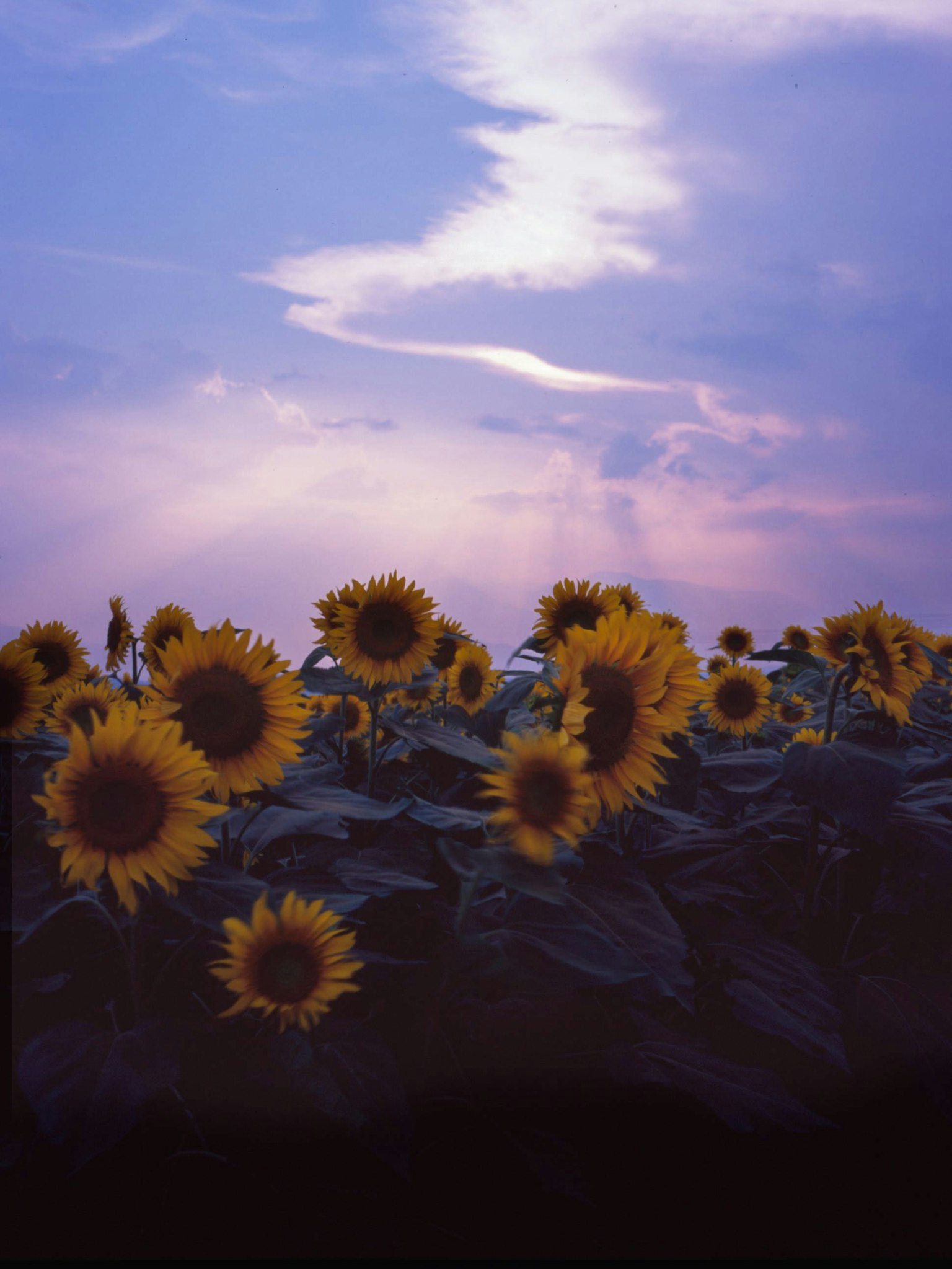 Campo di girasoli sotto un cielo viola