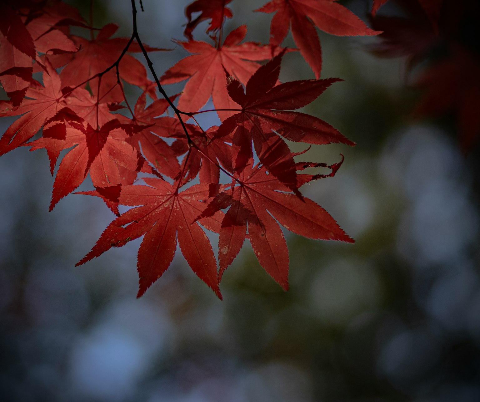 Gros plan sur des feuilles d'érable rouges sur une branche