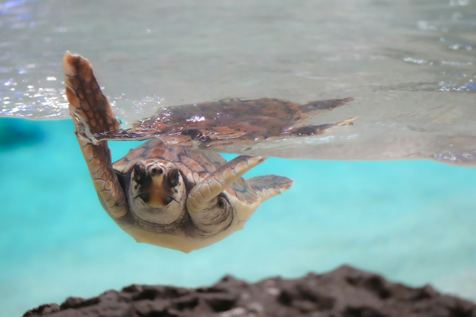 Eine Meeresschildkröte, die unter Wasser schwimmt, mit einem klaren blauen Hintergrund und felsigen Elementen