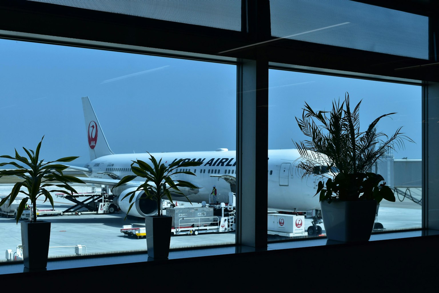 Pemandangan pesawat Japan Airlines dan tanaman pot dari jendela bandara