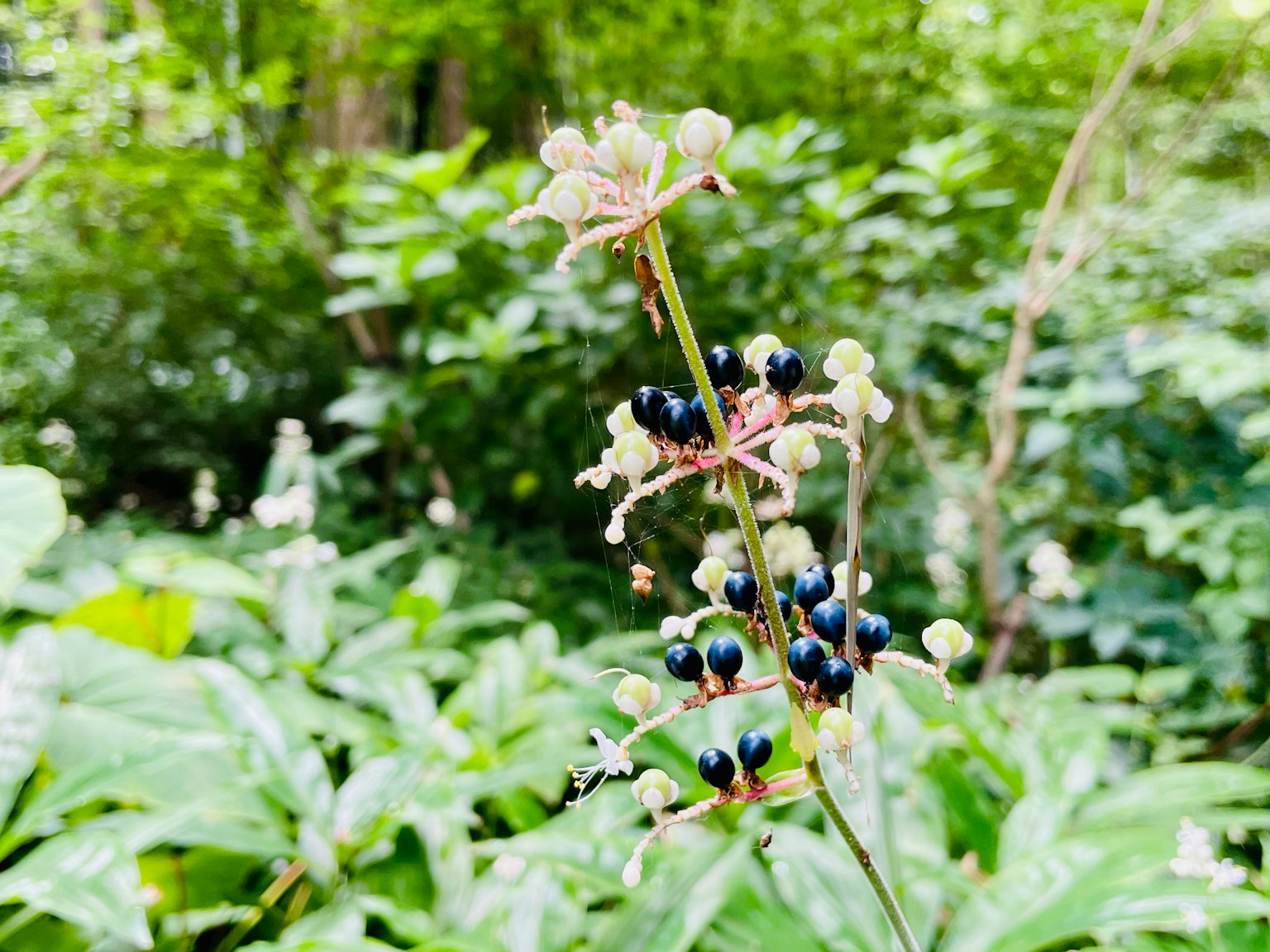 Tige de fleur avec des baies bleues sur un fond vert