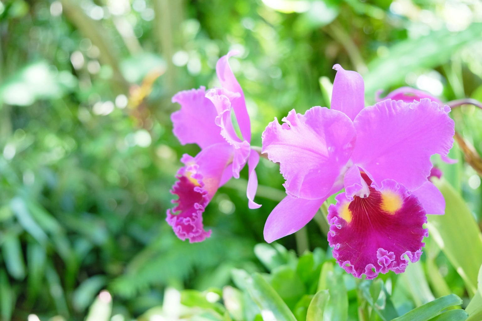 Orchidee Cattleya viola vibrante che fioriscono tra le foglie verdi