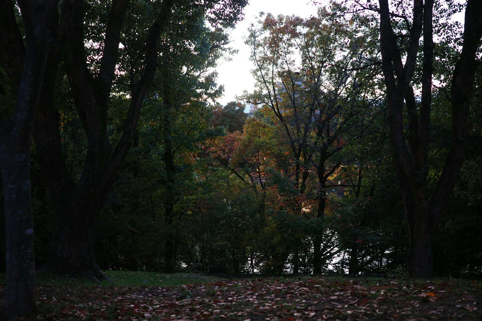 Autumn park scene with trees and visible water surface