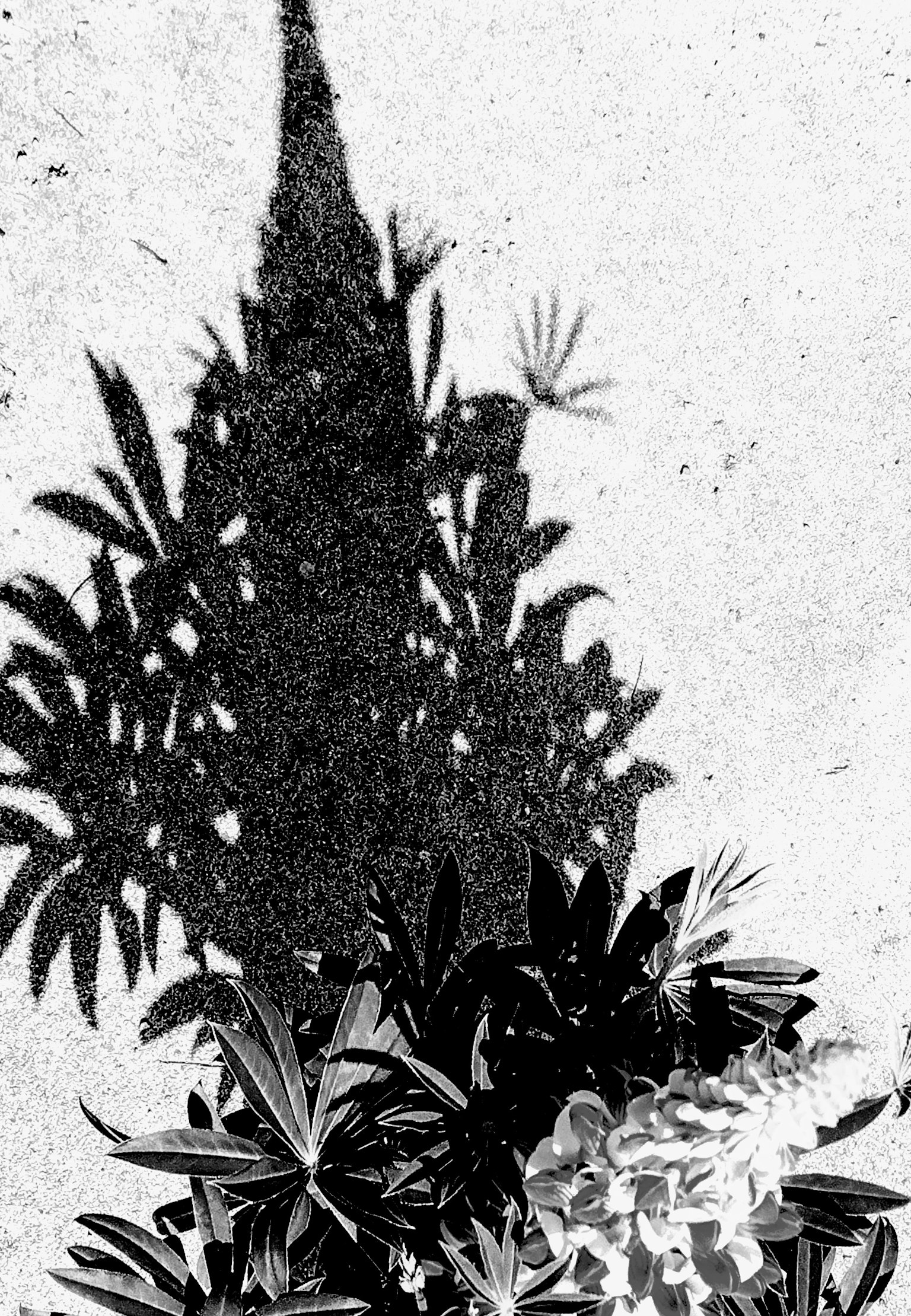 Black and white image of a plant shadow on the ground