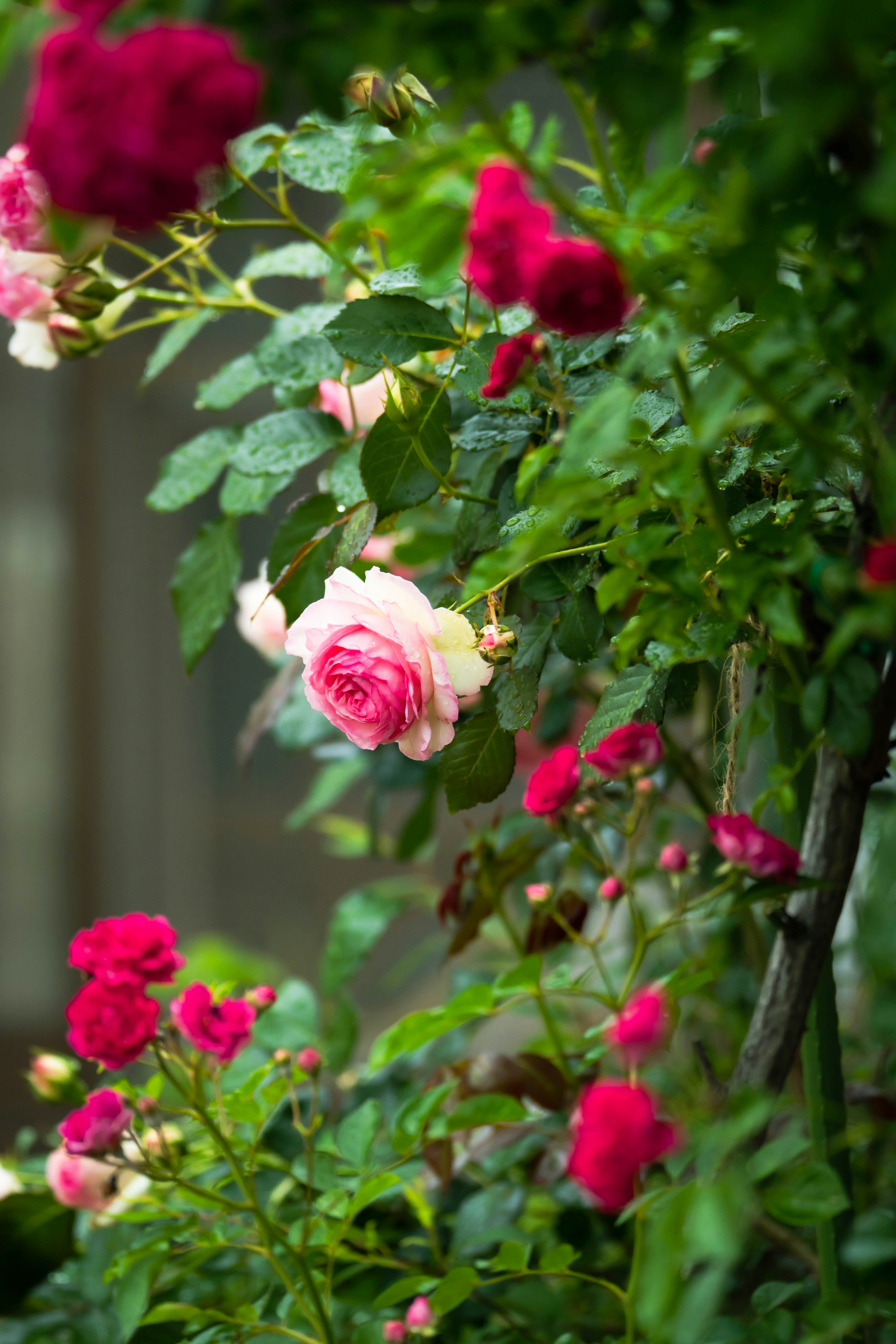 色とりどりのバラが咲く庭の花壇