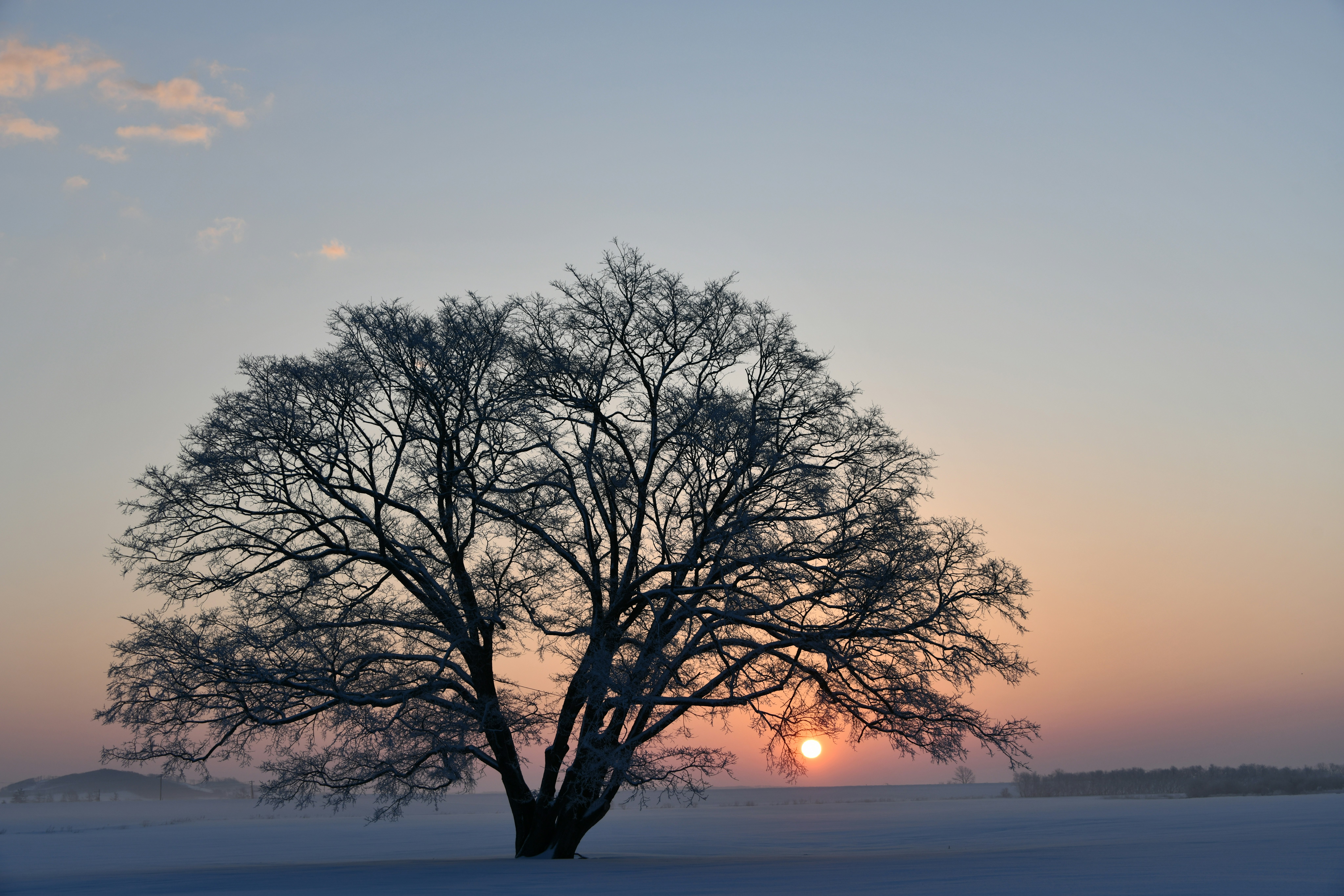 夕阳下雪地里孤独的一棵树