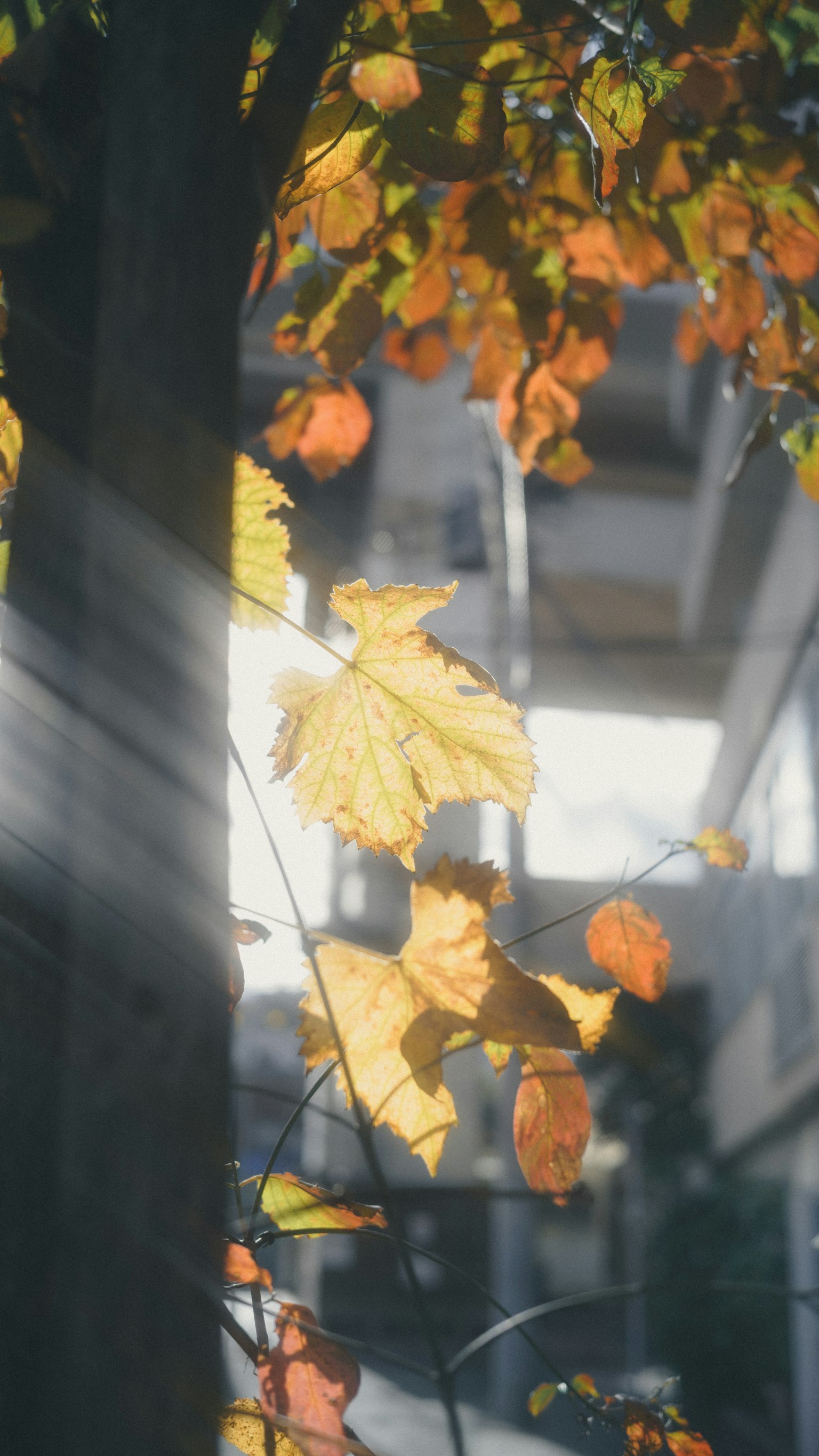 秋の葉が光に照らされている風景