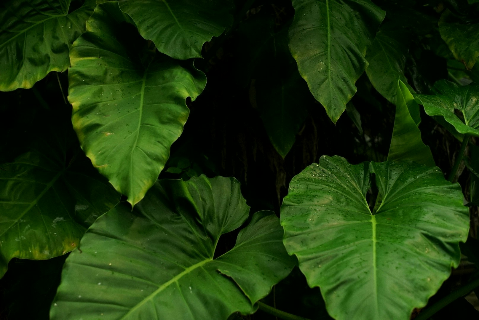 大阪市立长居植物园里重叠的大片热带叶