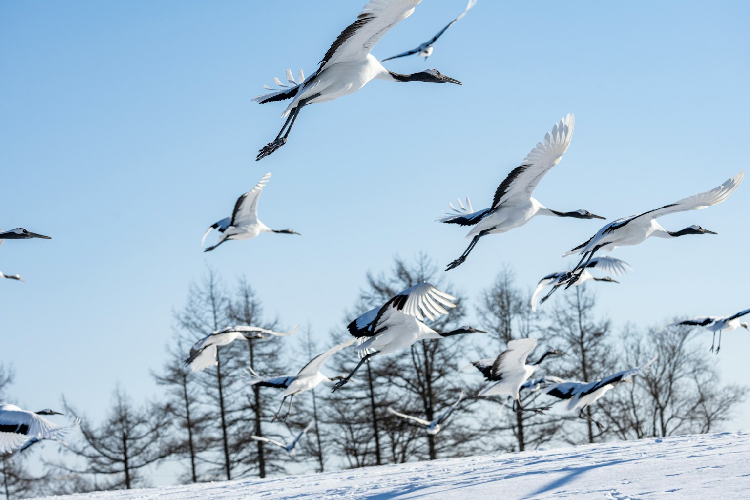 Eine Gruppe weißer Kraniche, die im Schnee unter einem blauen Himmel fliegen