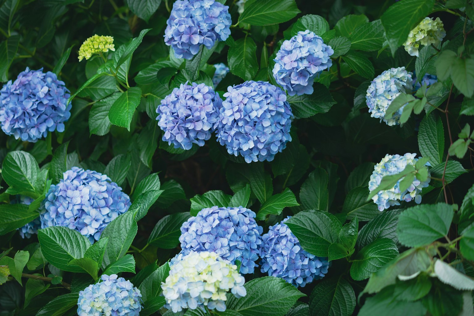 Flores de hortensia azules rodeadas de hojas verdes