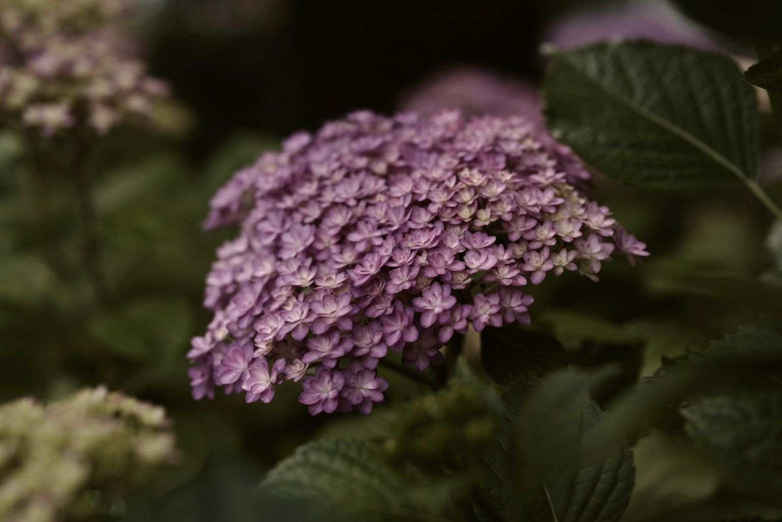 Primo piano di una pianta fiorita viola con piccoli fiori