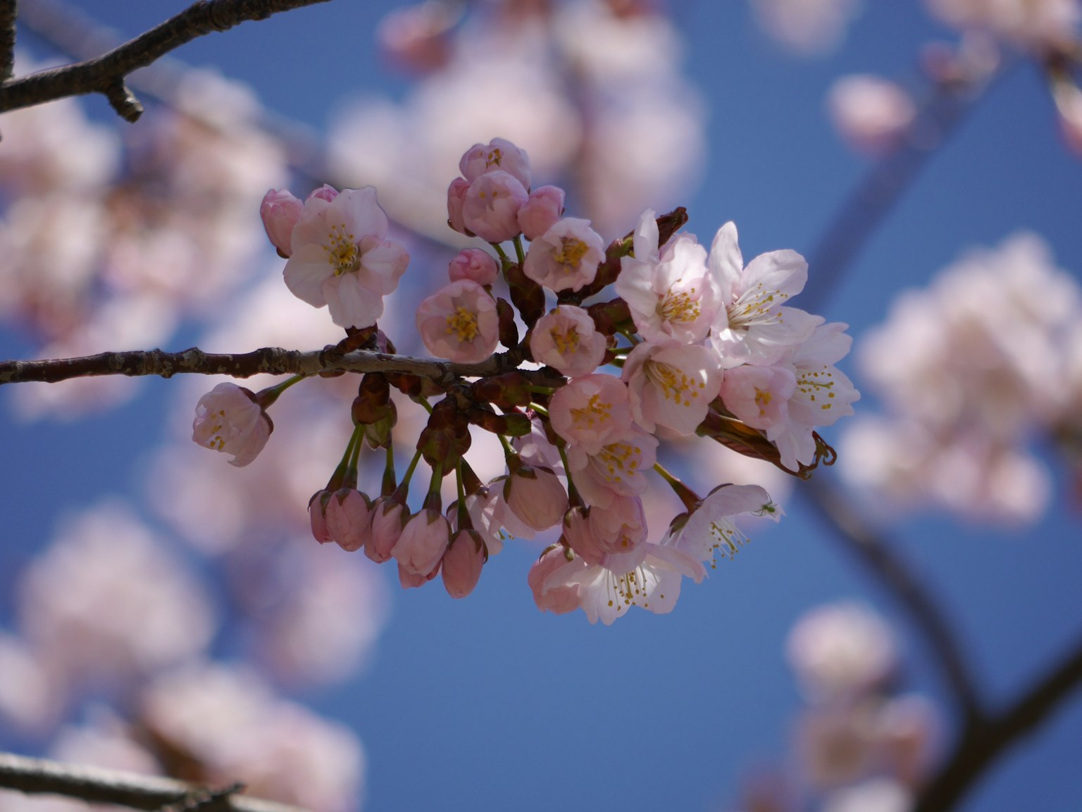 蓝天背景下的樱花特写