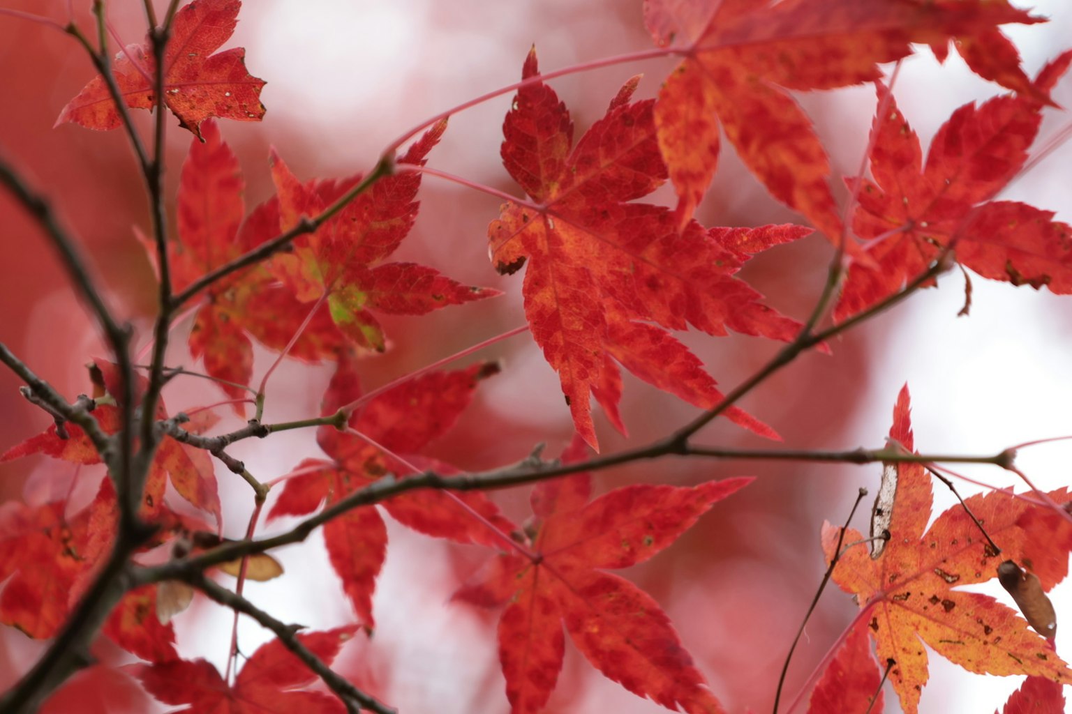 Close-up daun maple merah di cabang