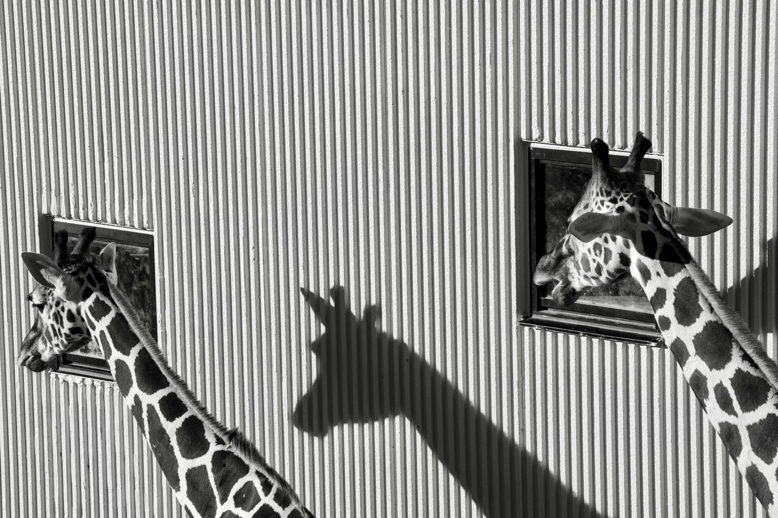 Two giraffes near windows casting shadows on a striped wall