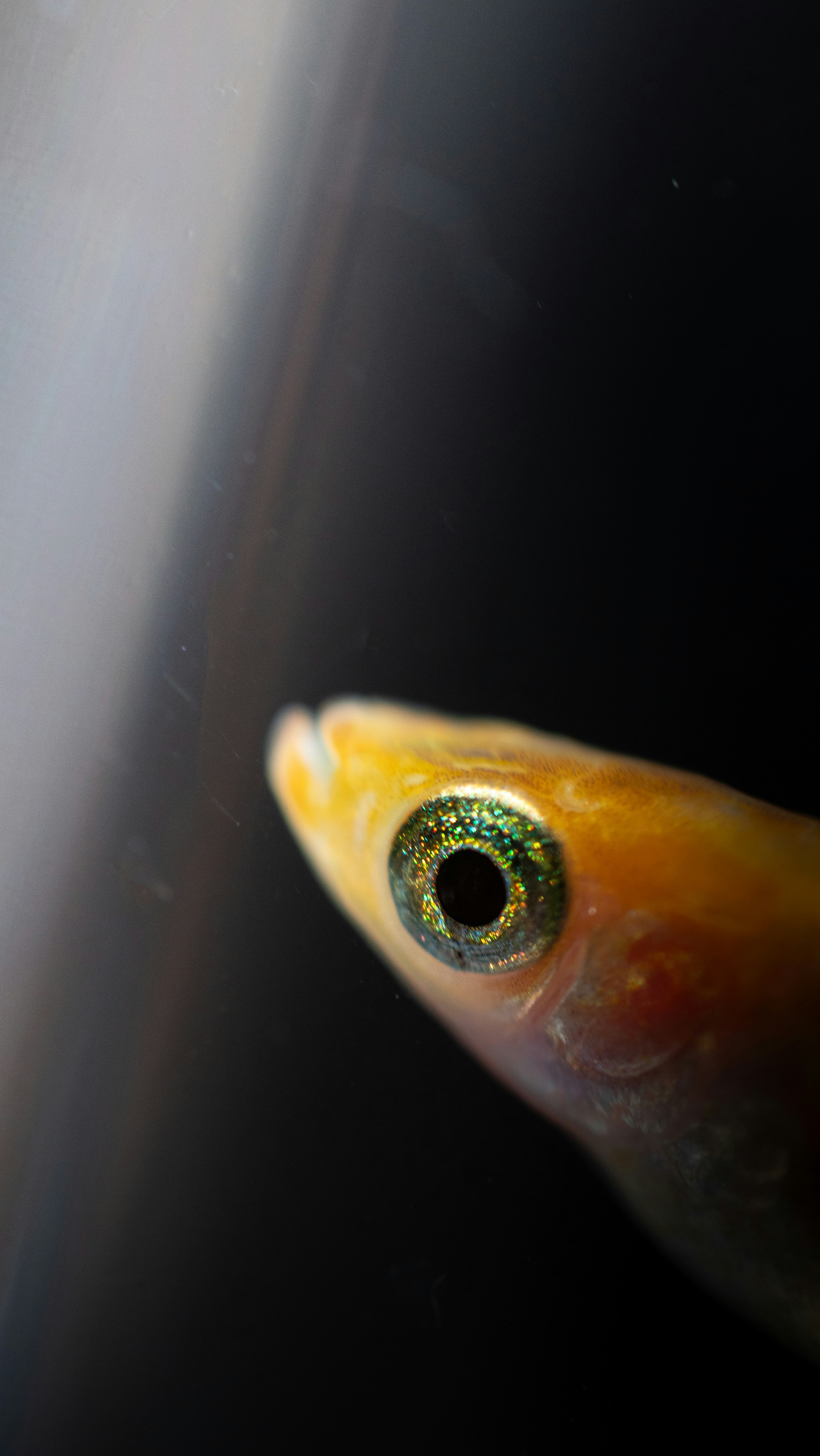 金魚眼般的虹彩眼睛與鱗片特寫（日本米魚/メダカ）