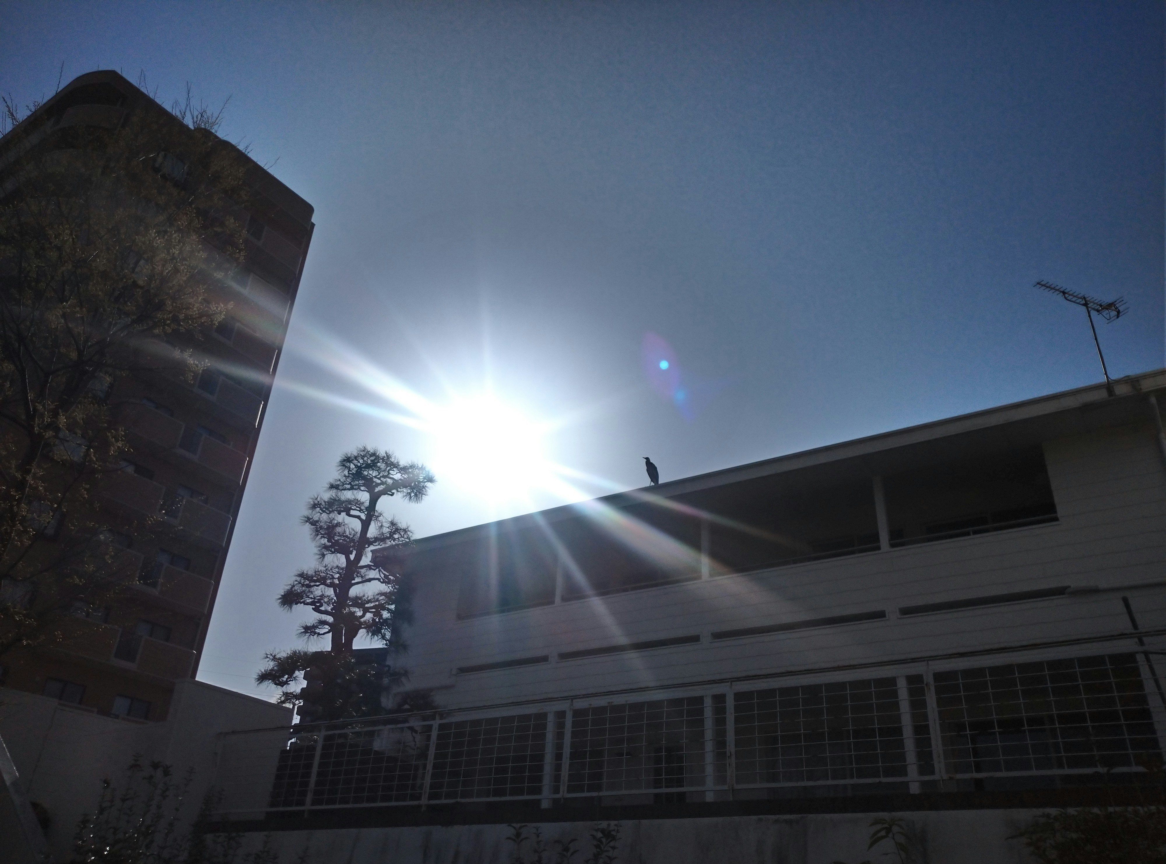 夕暮れの空に建物と木々が映る逆光の街並み