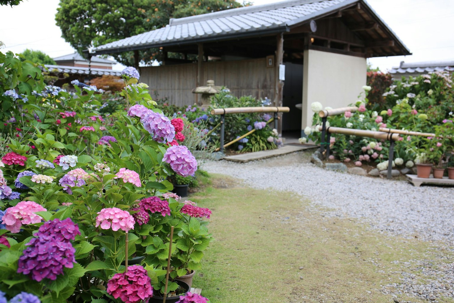 美丽的绣球花在传统日本小屋旁绽放